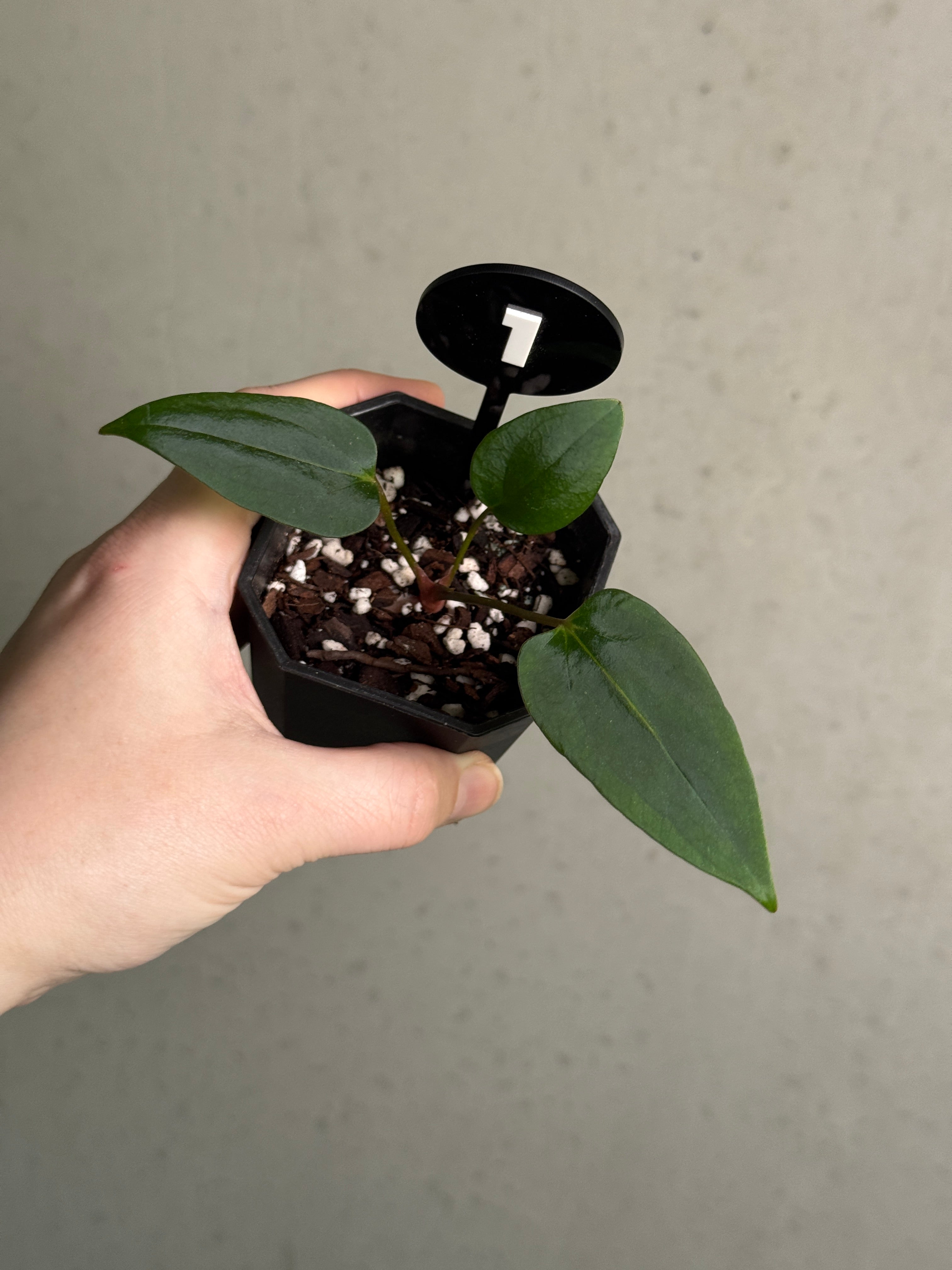 Anthurium Portillae 'Dorito' - Clone