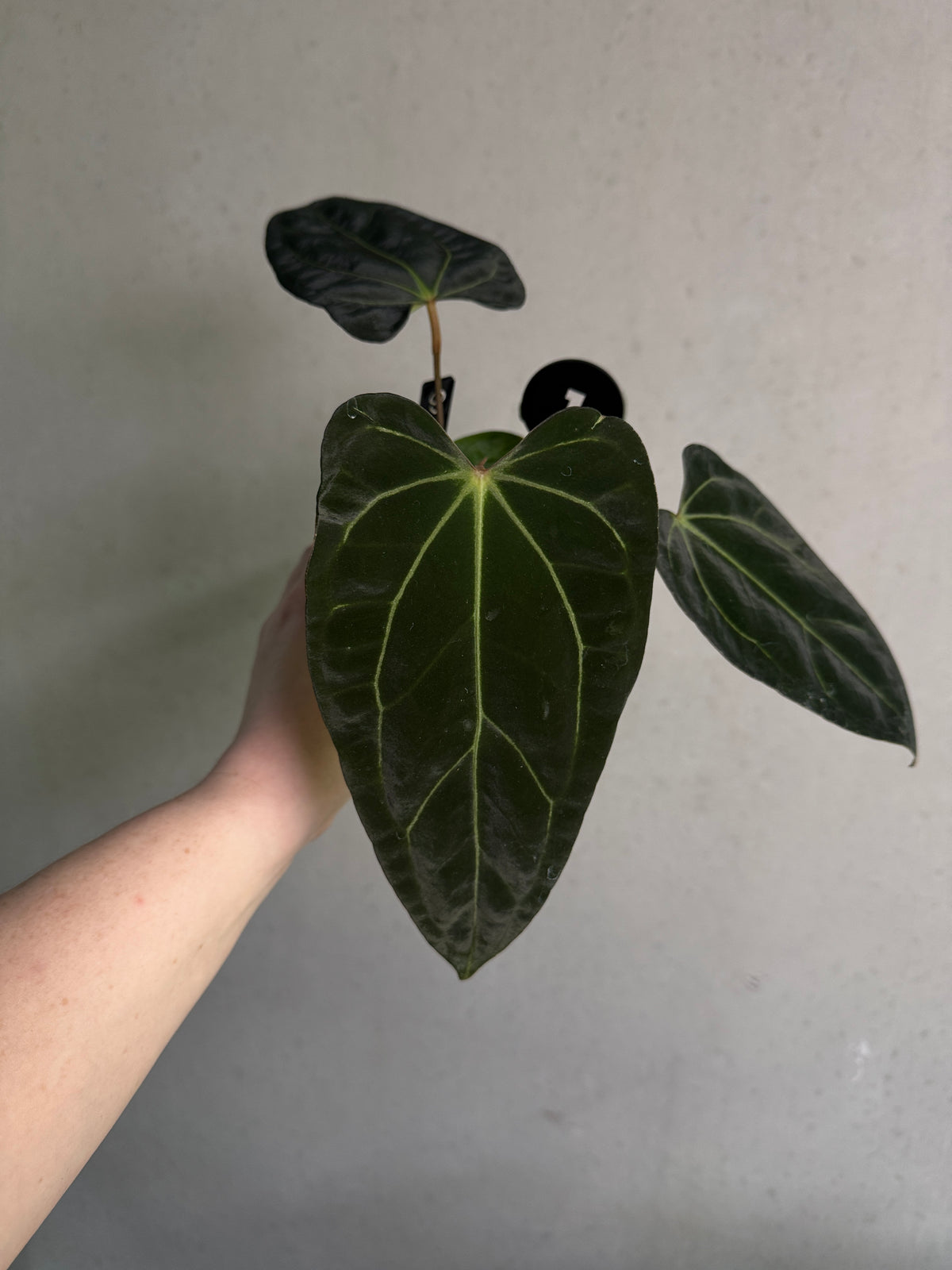 Crystallinaminum Anthurium Carlablackiae RA10 x sp. Nov plant with dark, glossy leaves and vibrant spathes, indoor tropical foliage.