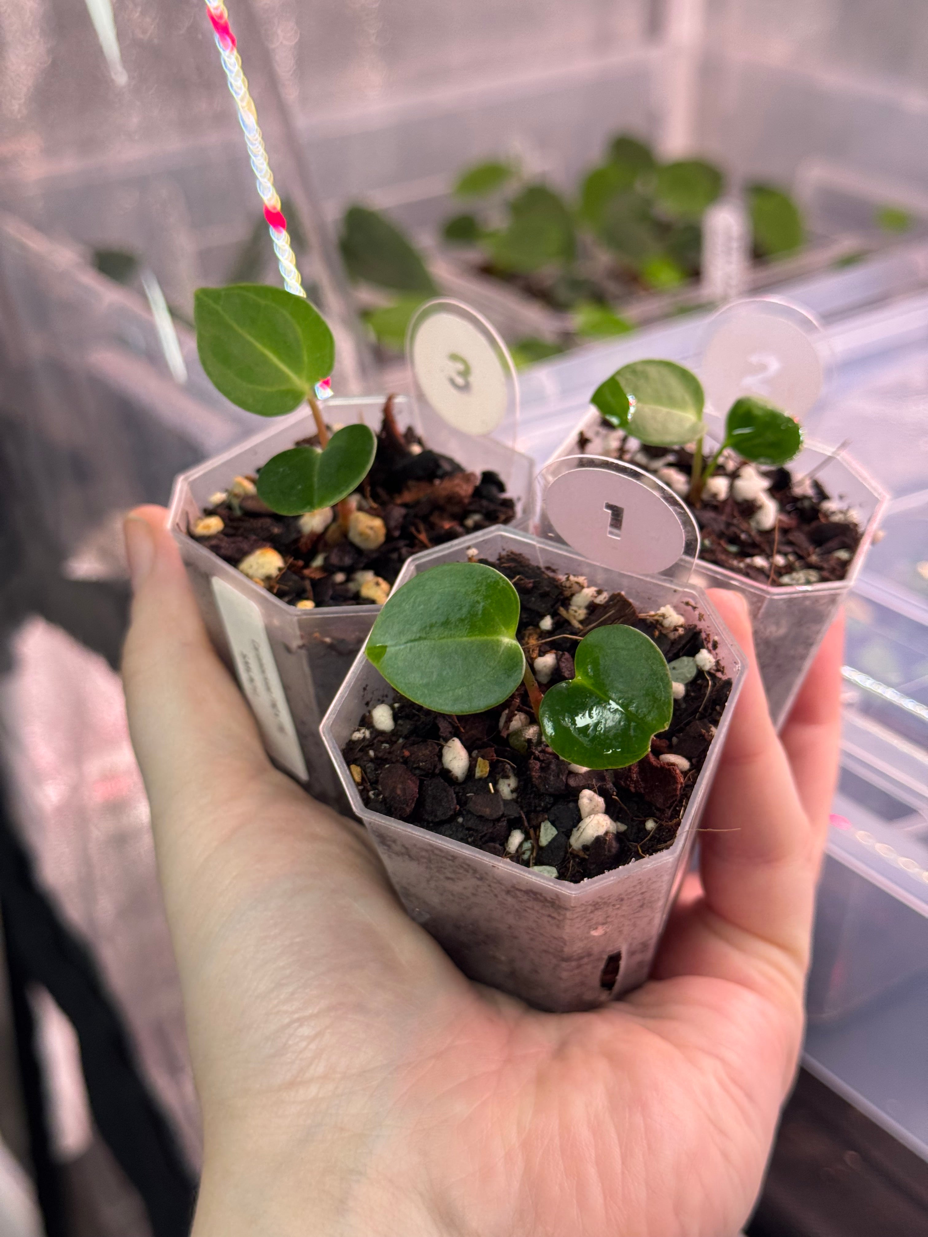 Anthurium Carlablackiae PM2 x PM1