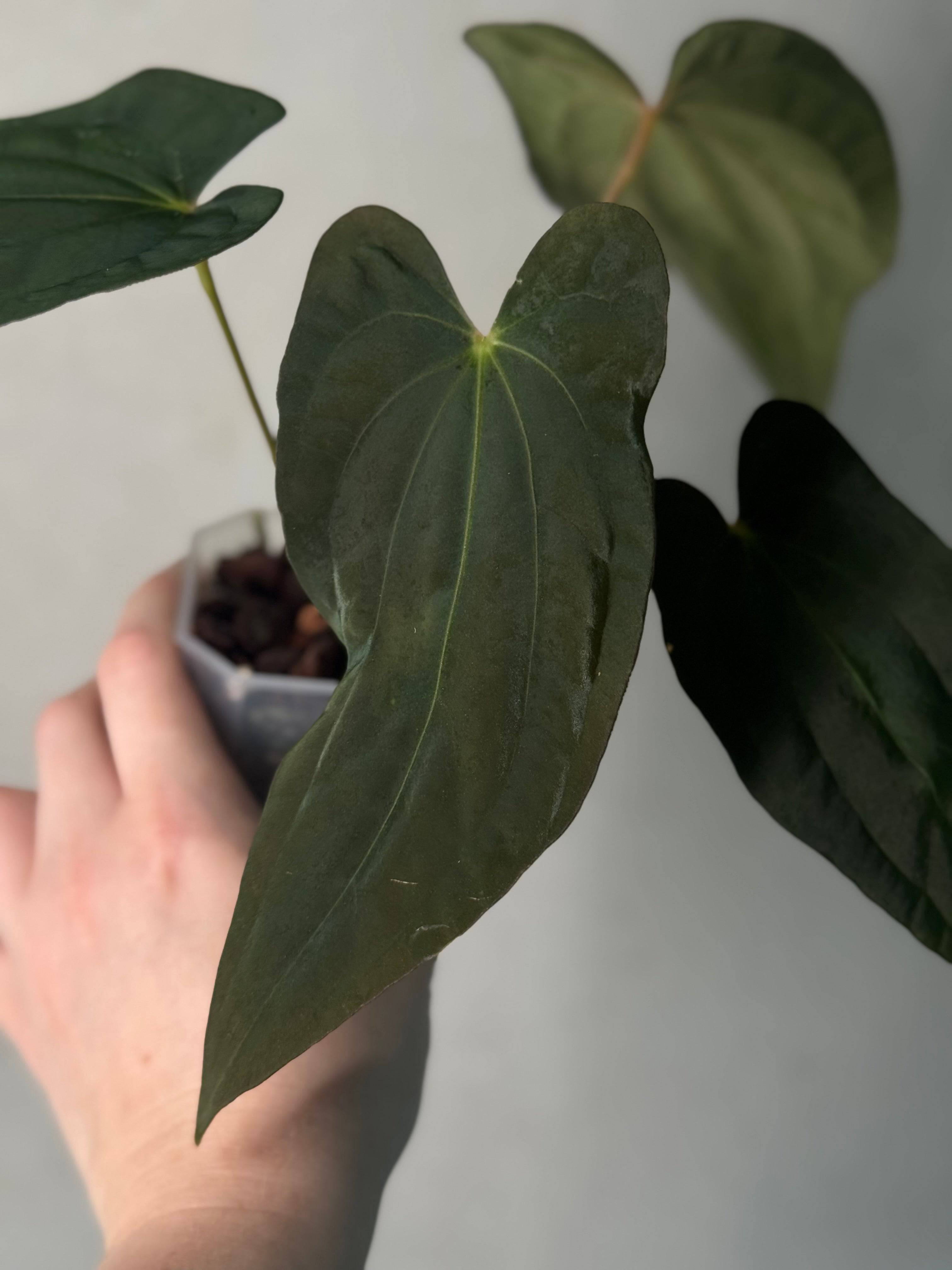 Anthurium sp. Nov DF x BVEP RA1 - Clone - SMUKHI