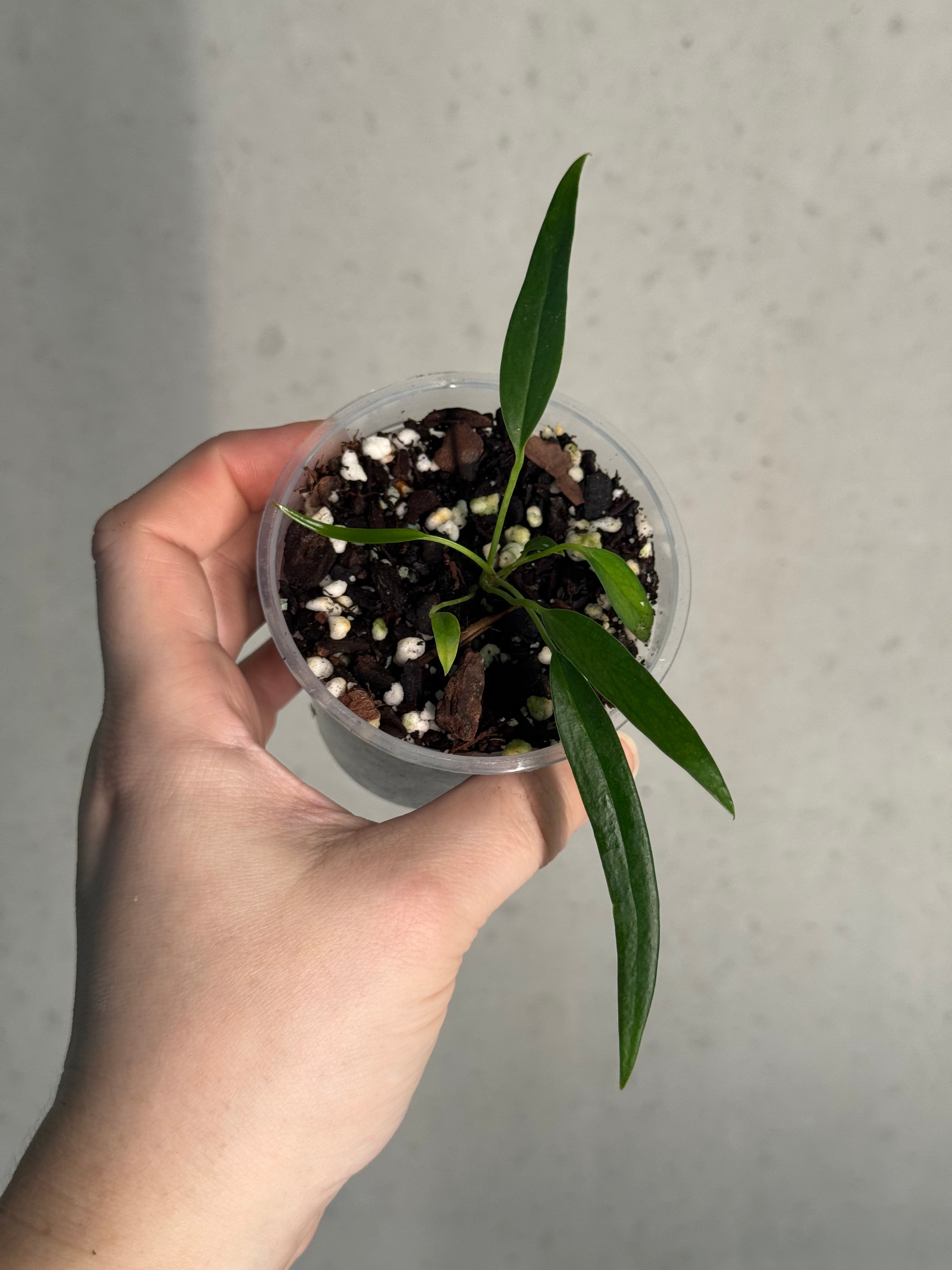 Anthurium Friedrichsthalii S1