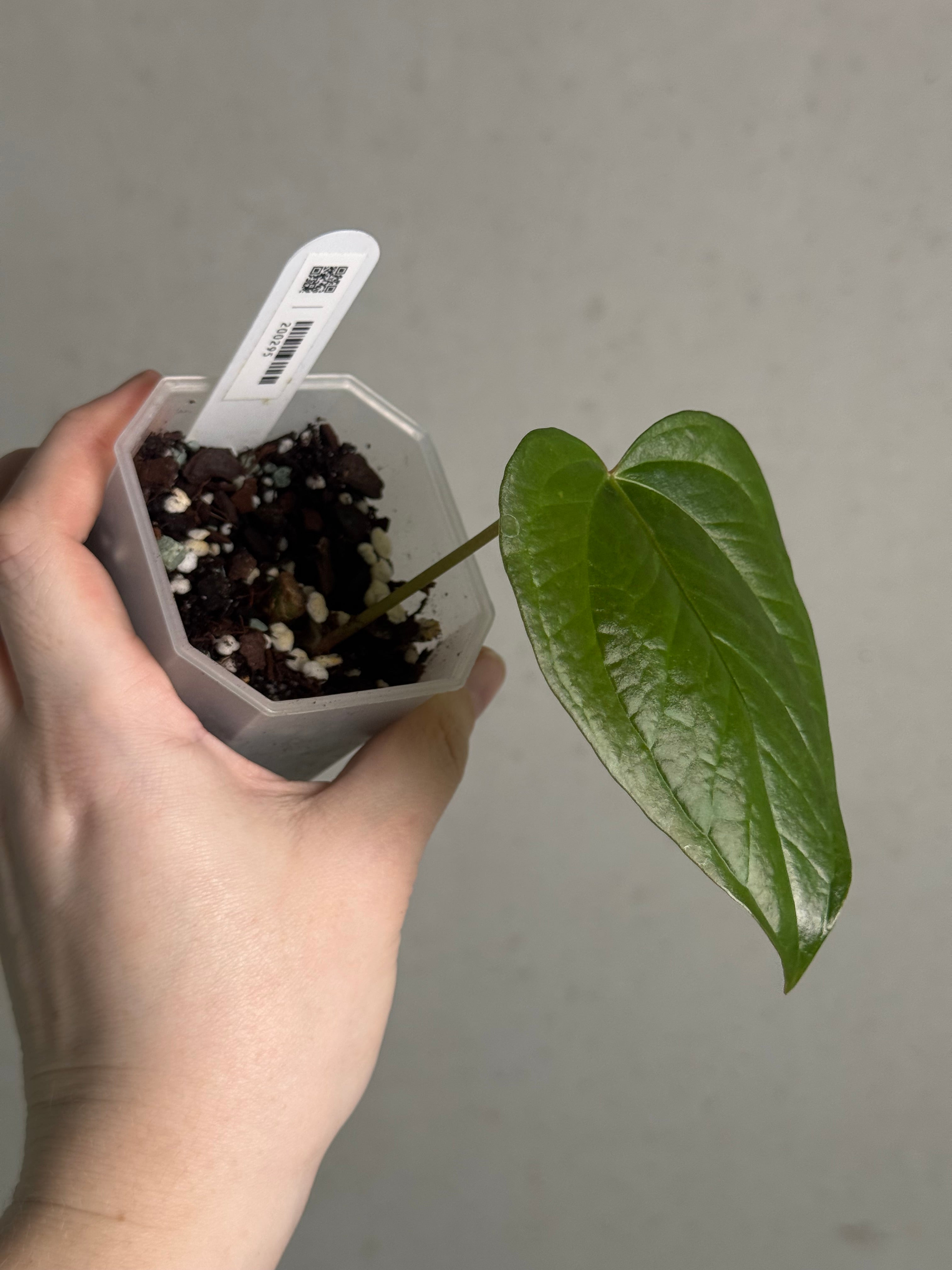 Anthurium Queen of Hearts - Clone - Pre-order - SMUKHI