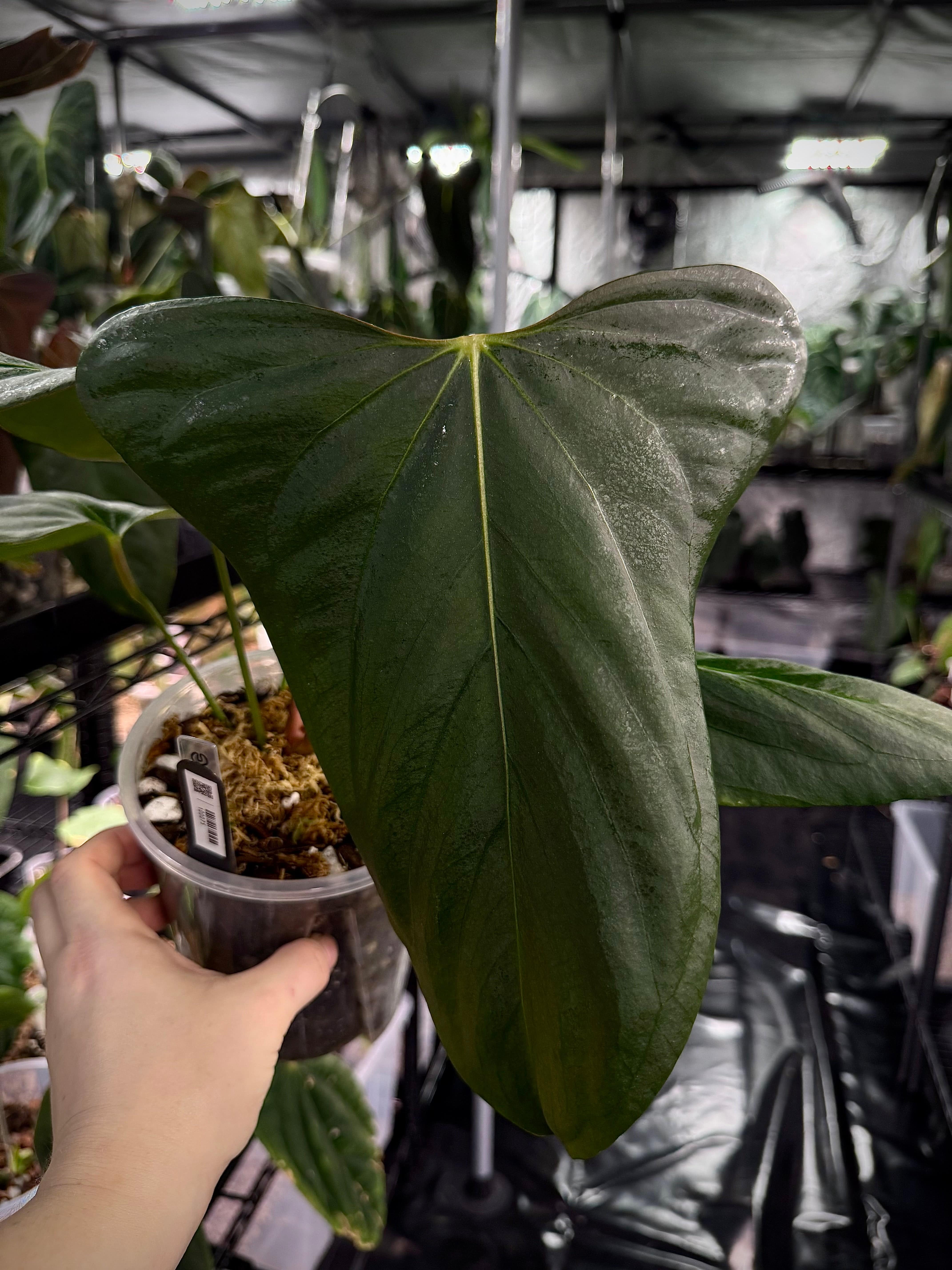 NFS: Anthurium Indo Portillae DF x self - SMUKHI