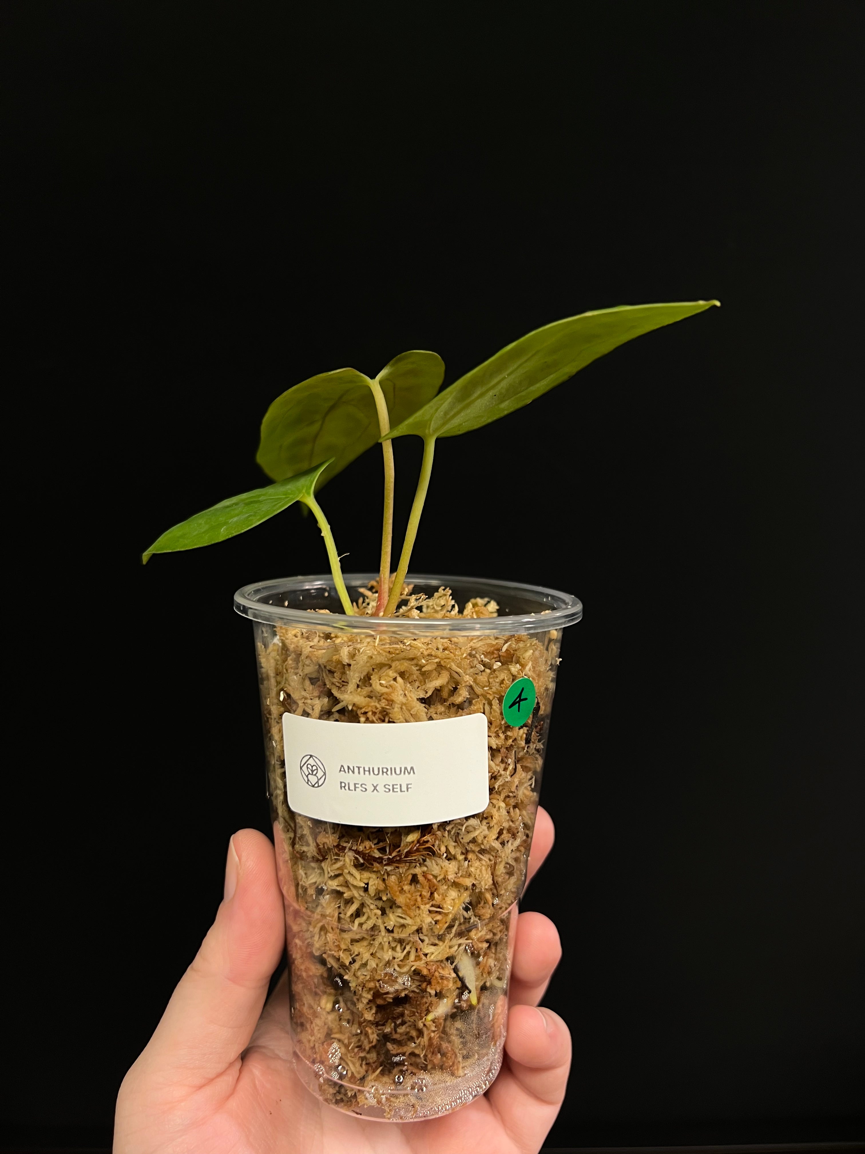 Anthurium RLFS x self - Small Plants