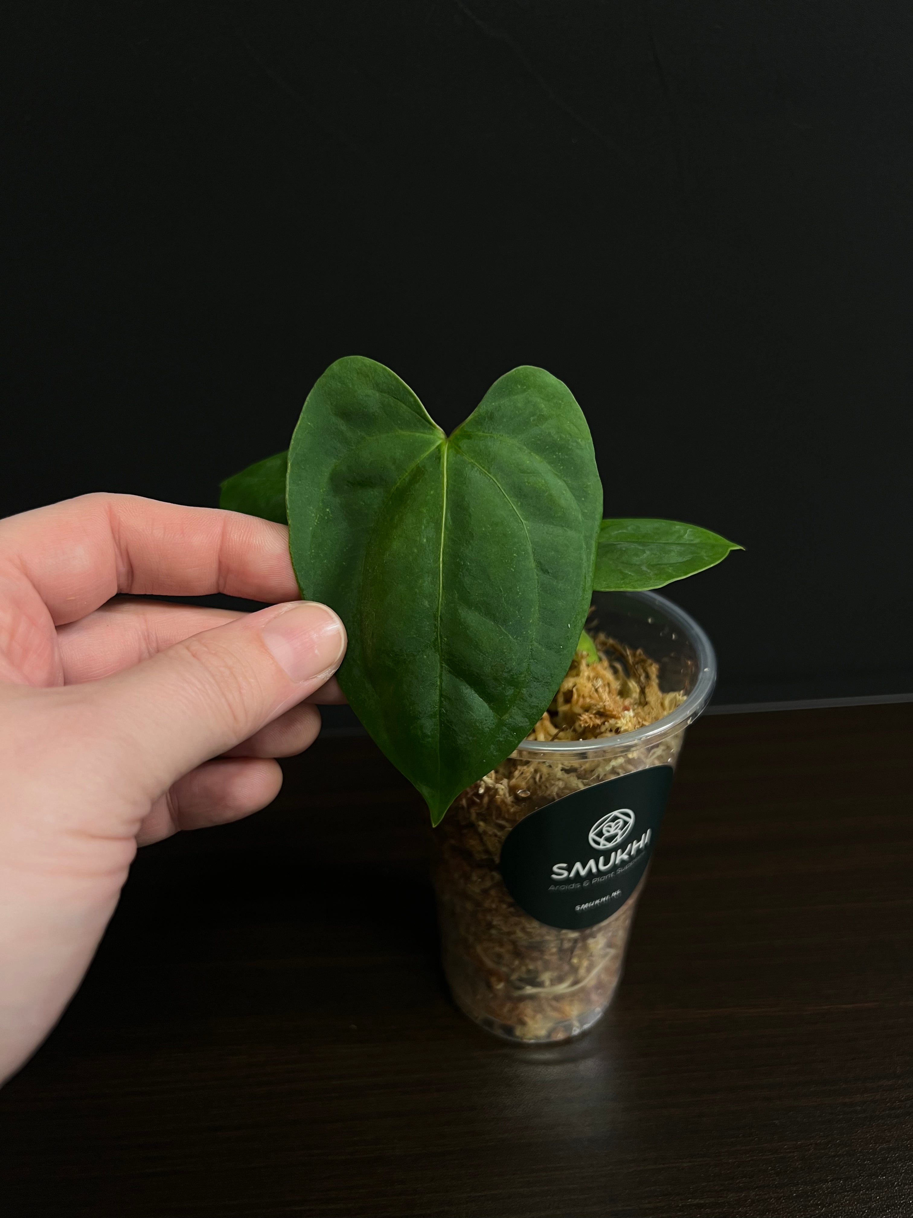 Anthurium RLFS x self - Small Plants