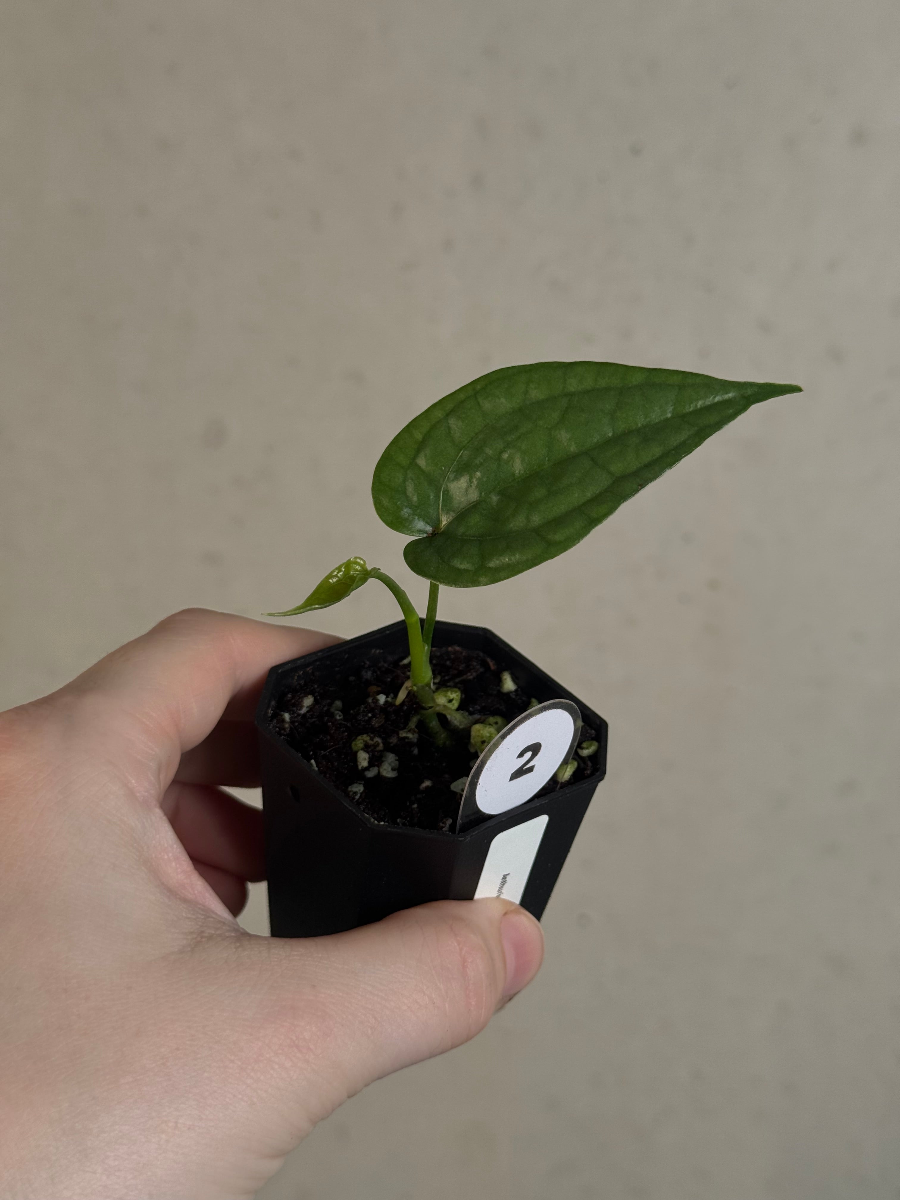 Anthurium sp. Limon