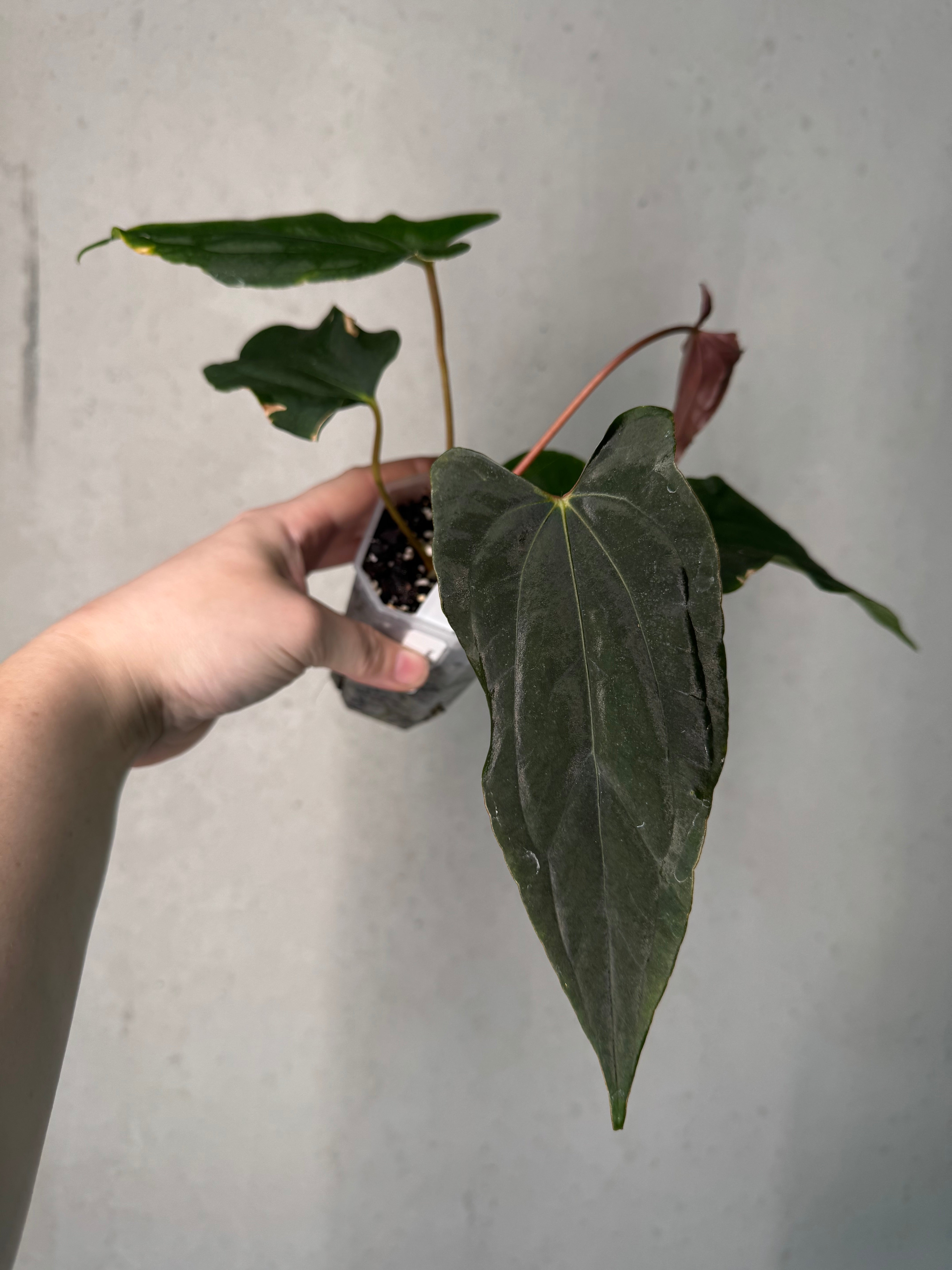 NFS: Anthurium (Ralph Lynam x Fort Sherman) x Ralph Lynam S1