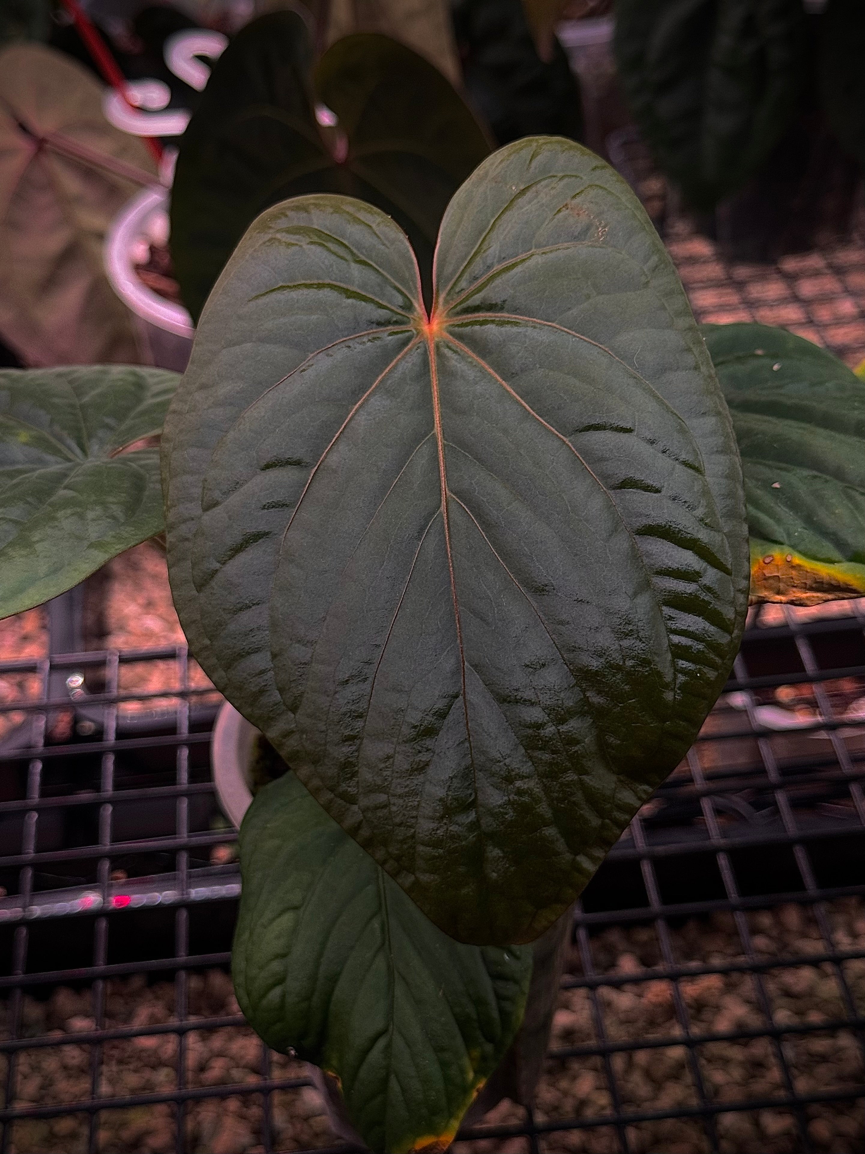 NFS: Anthurium Kunayalense F1