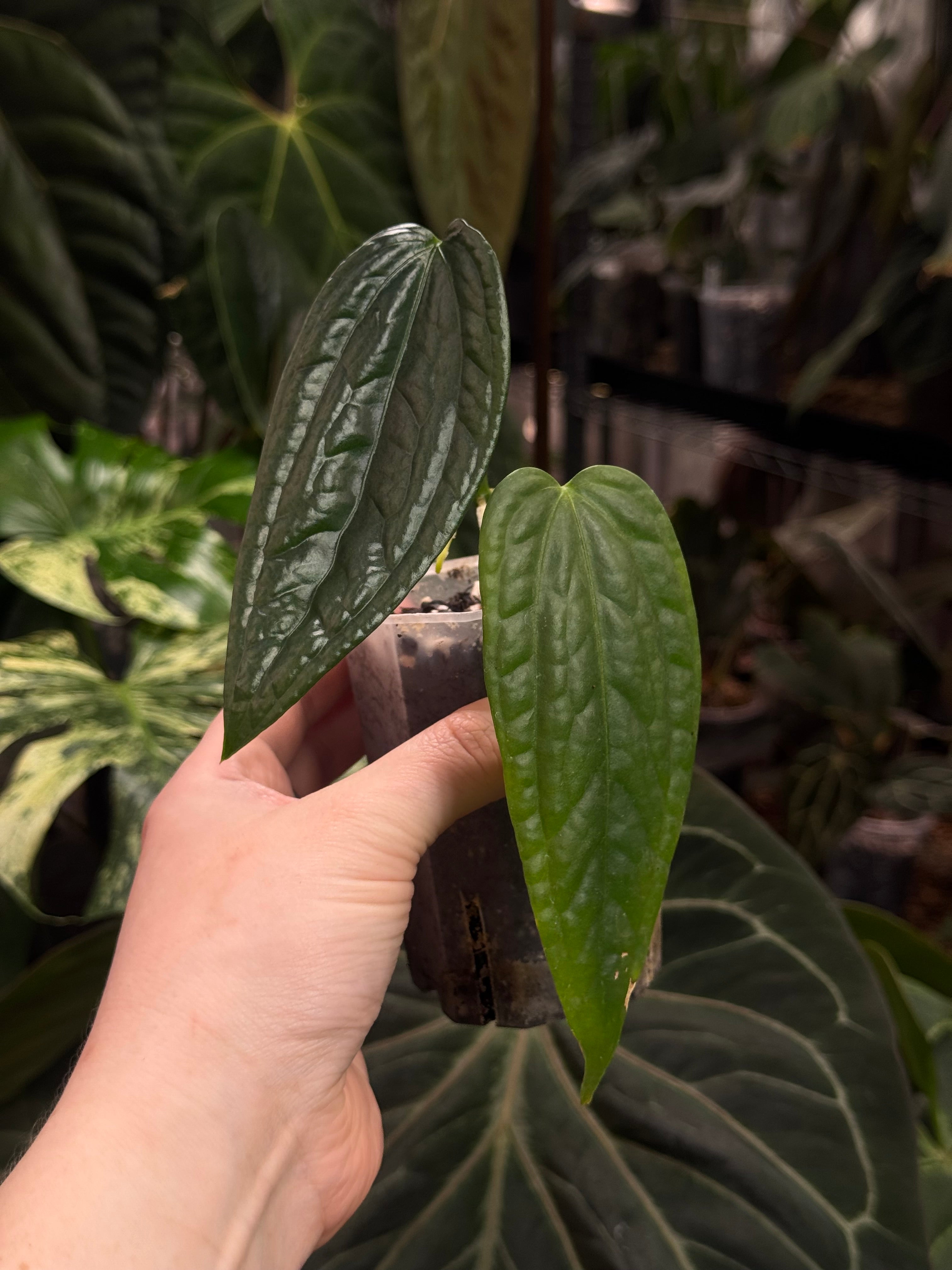 Anthurium sp. Limon