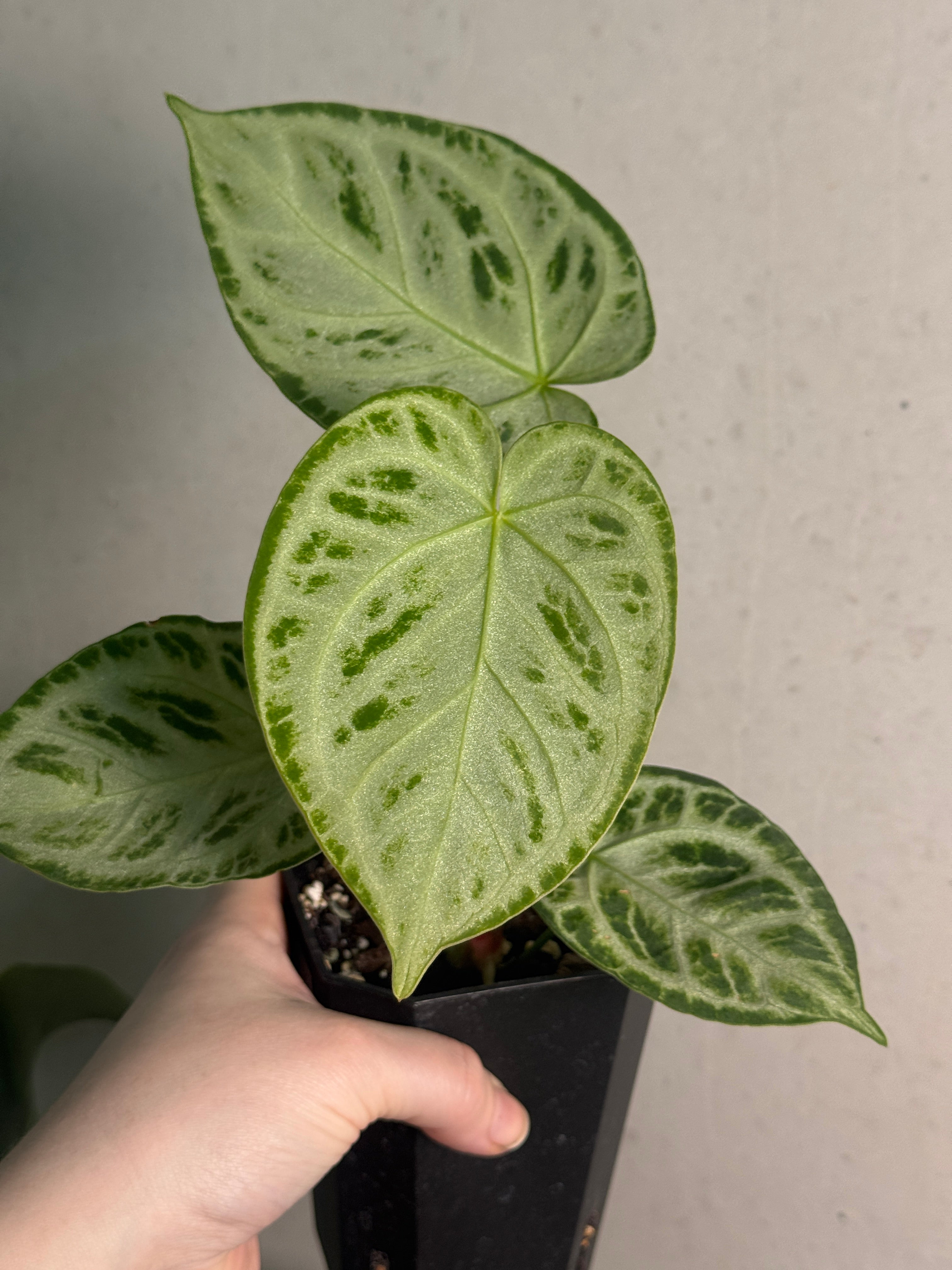 Anthurium 'Silver Blush' - SMUKHI