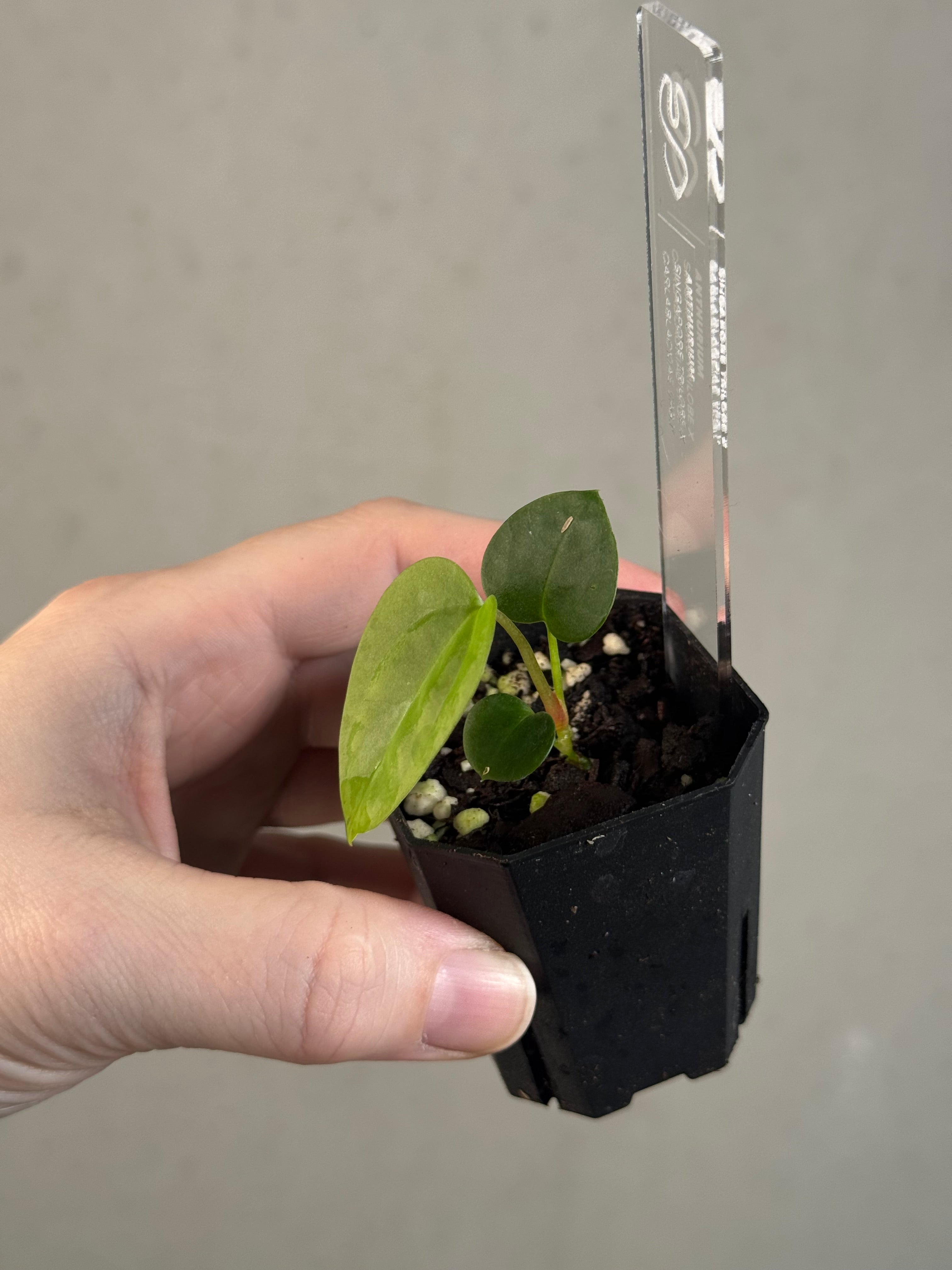 Anthurium Singapore Trilobe x Carlablackiae ‘JPG.1’