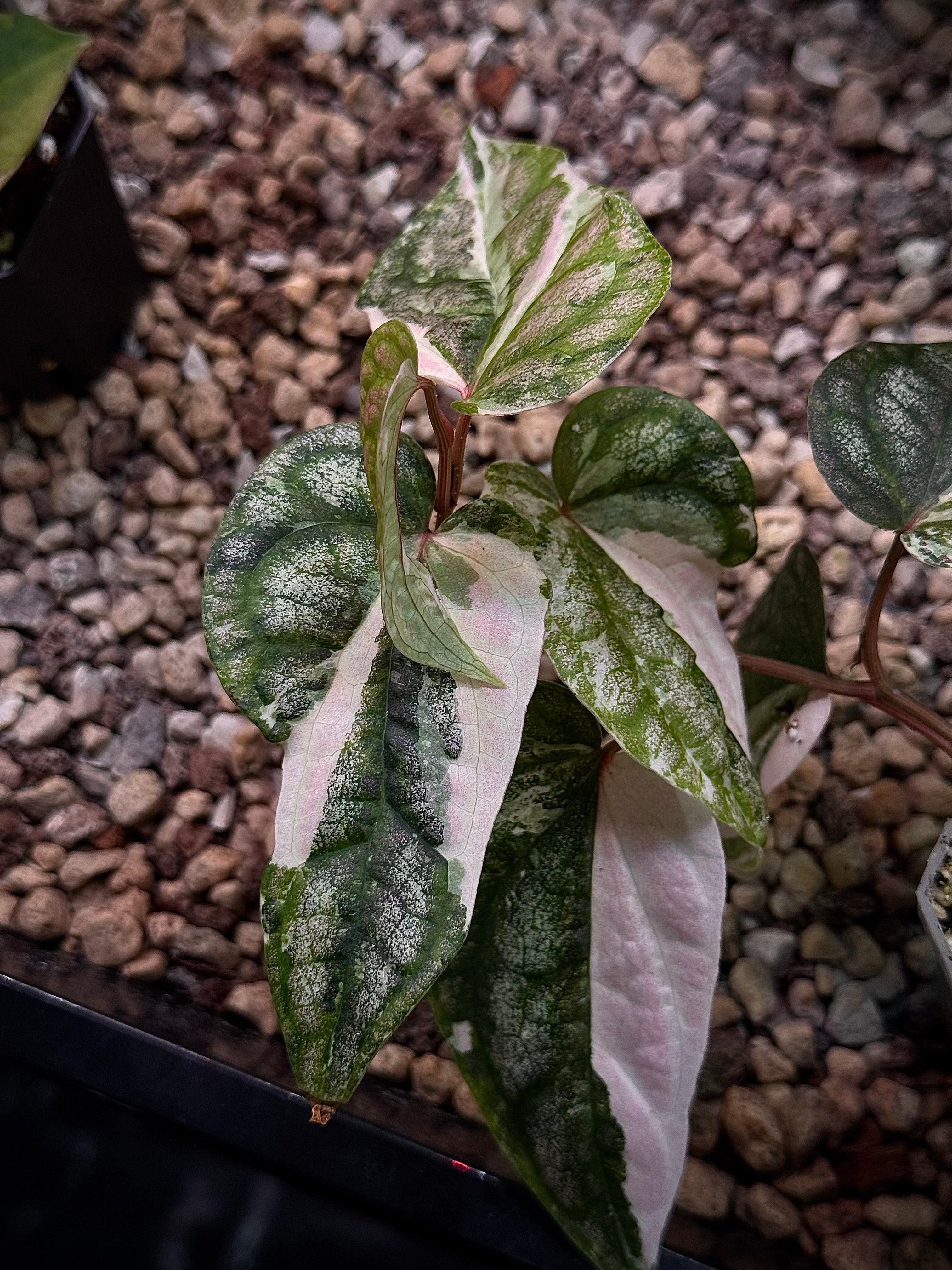 NFS: Piper Sylvaticum variegata - SMUKHI