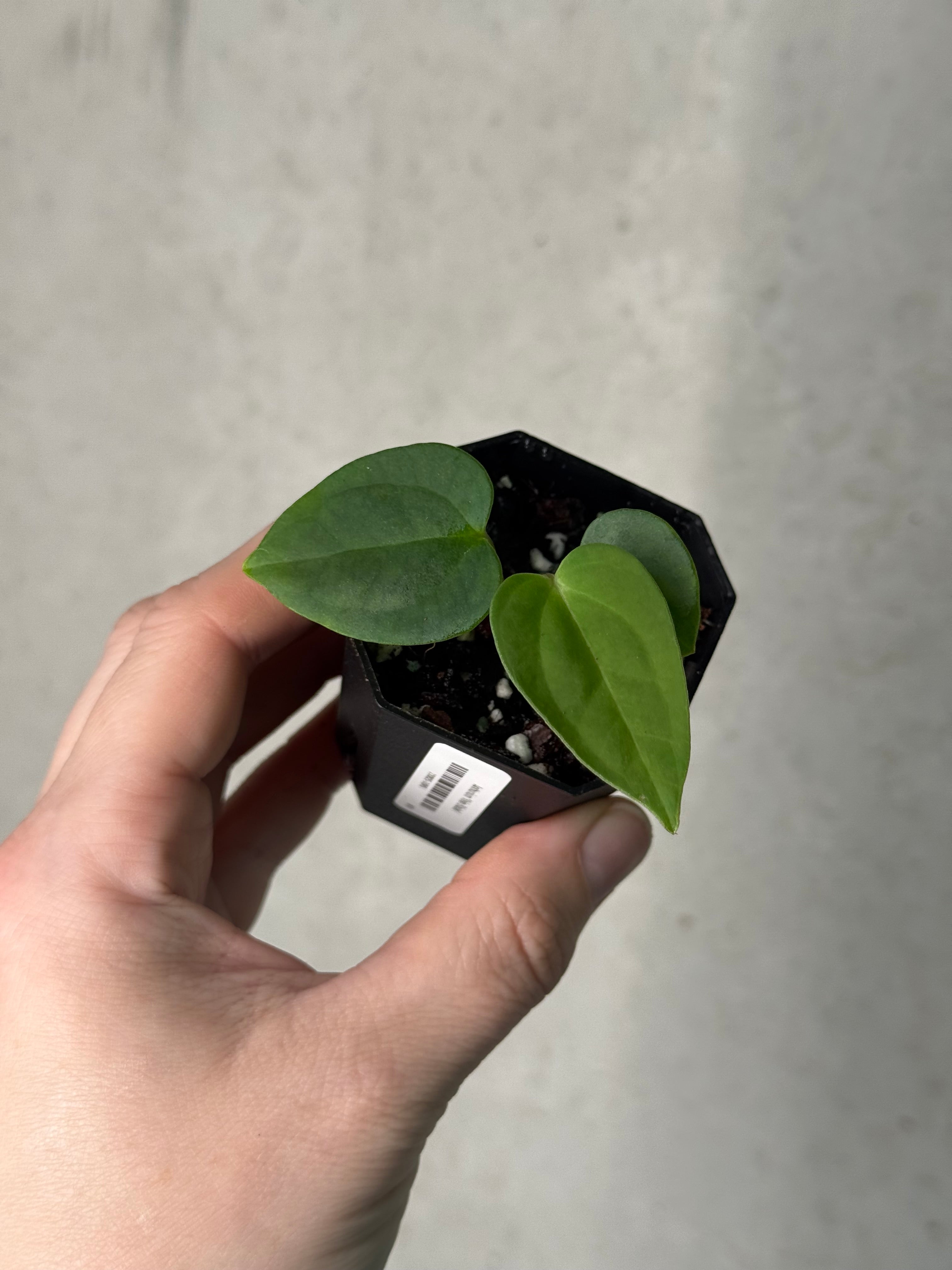 Anthurium ‘Vein Blade’