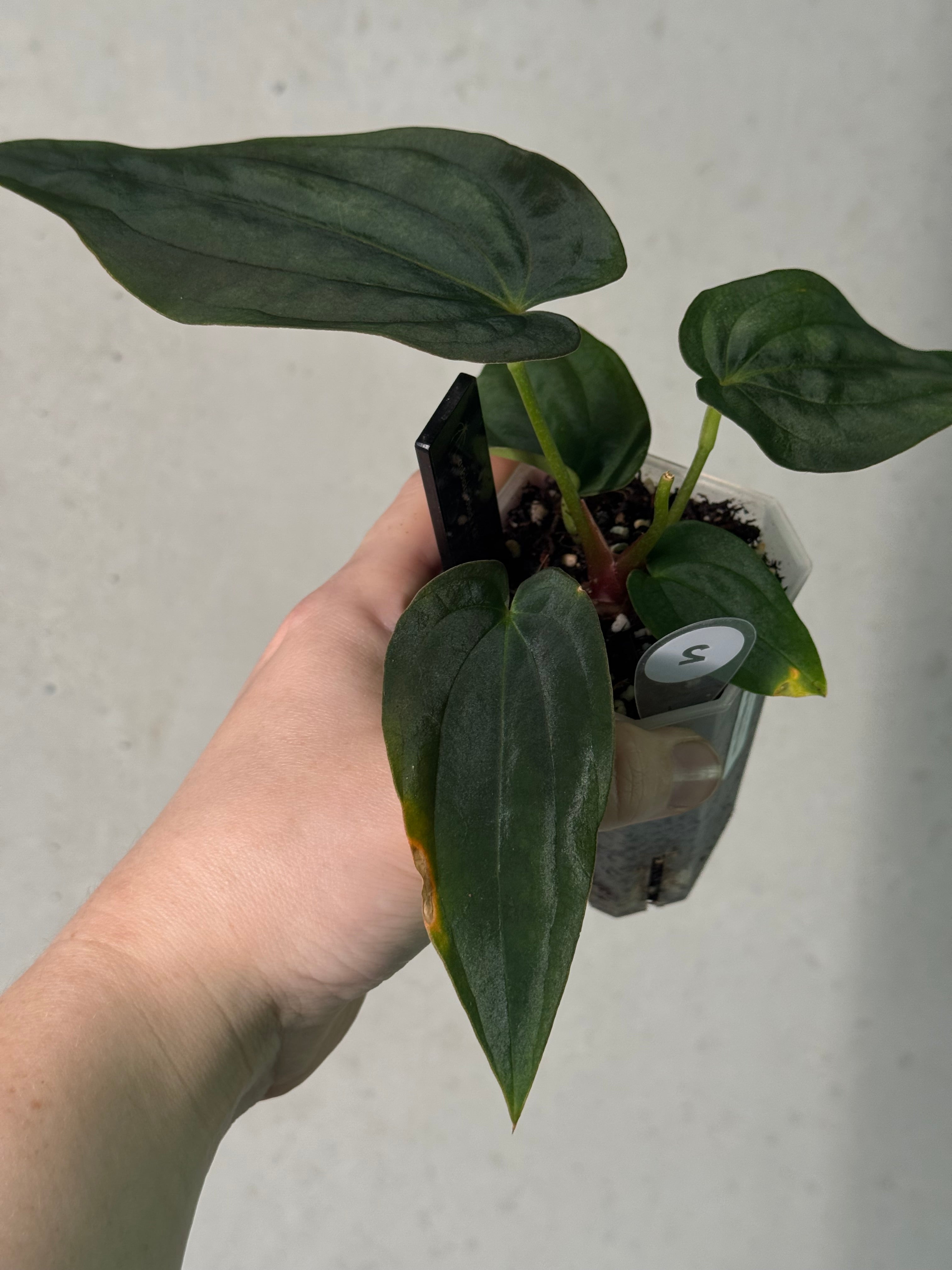 Anthurium Antolakii (BVEP) ‘Round’ x RA1 F2