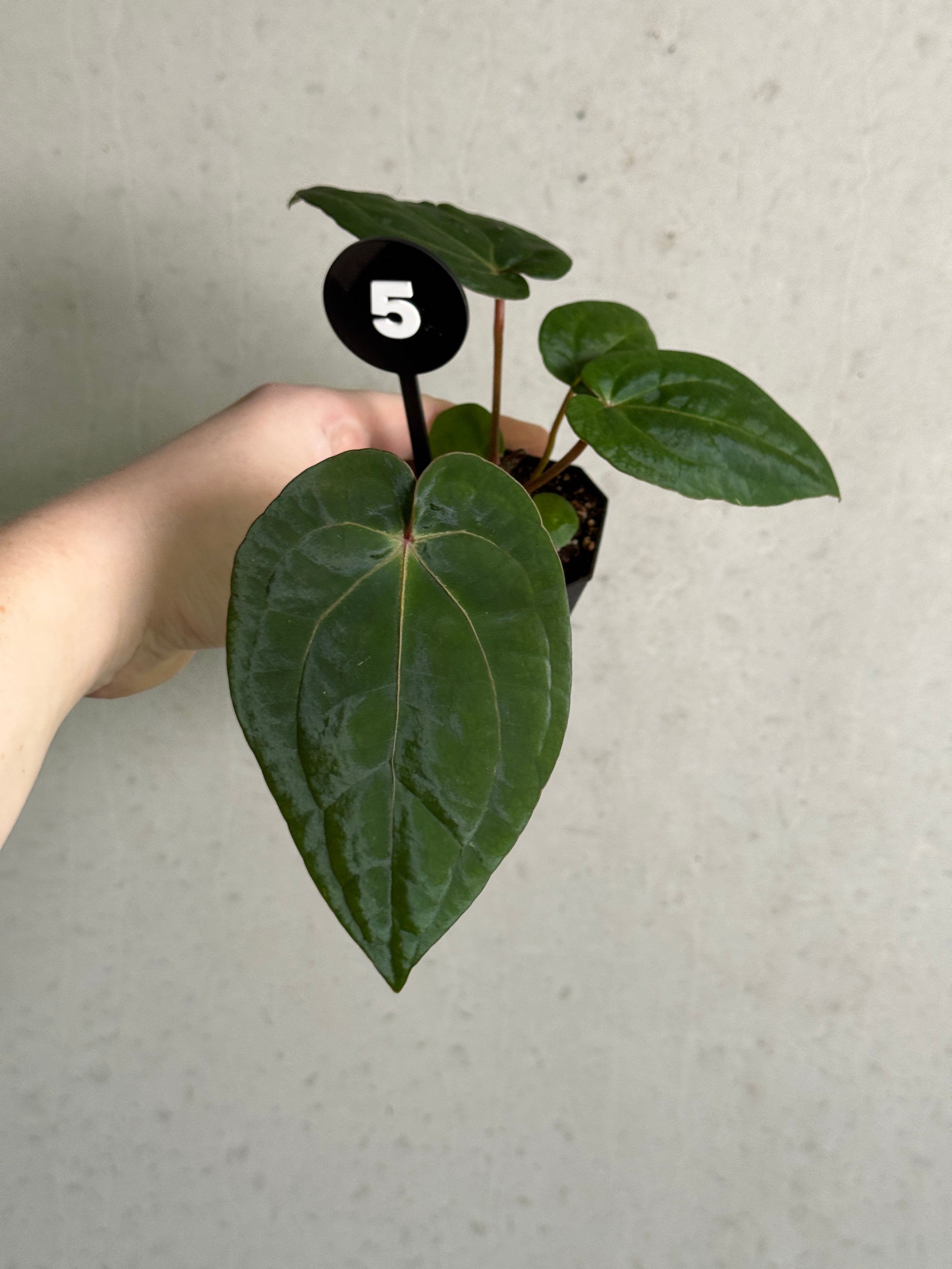 SMUKHI Anthurium Michelle plant with vibrant red spathes and glossy green leaves, showcasing healthy indoor tropical foliage.