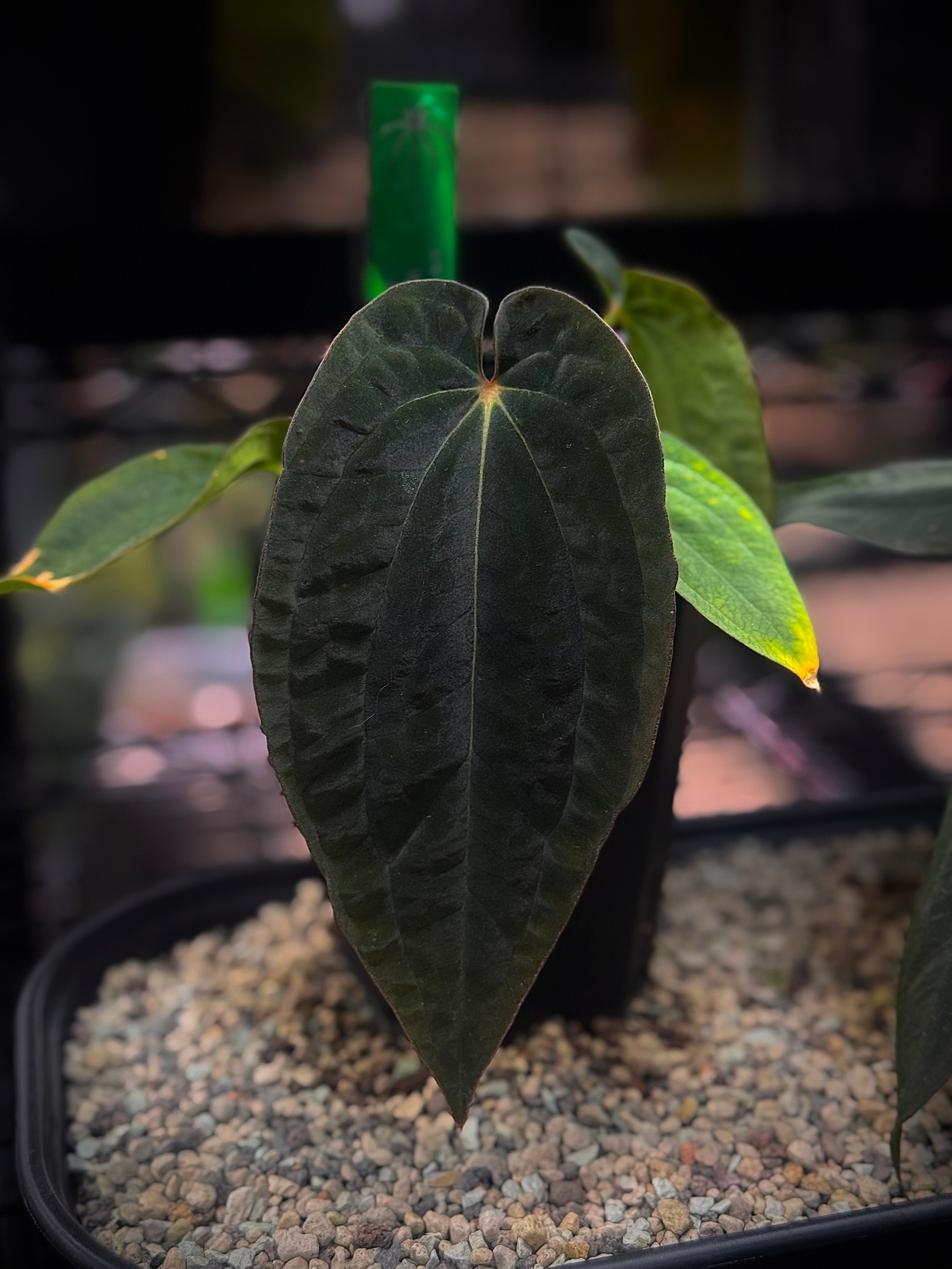 NFS: Anthurium BVEP RA1 x ‘Dark Star’ (1)