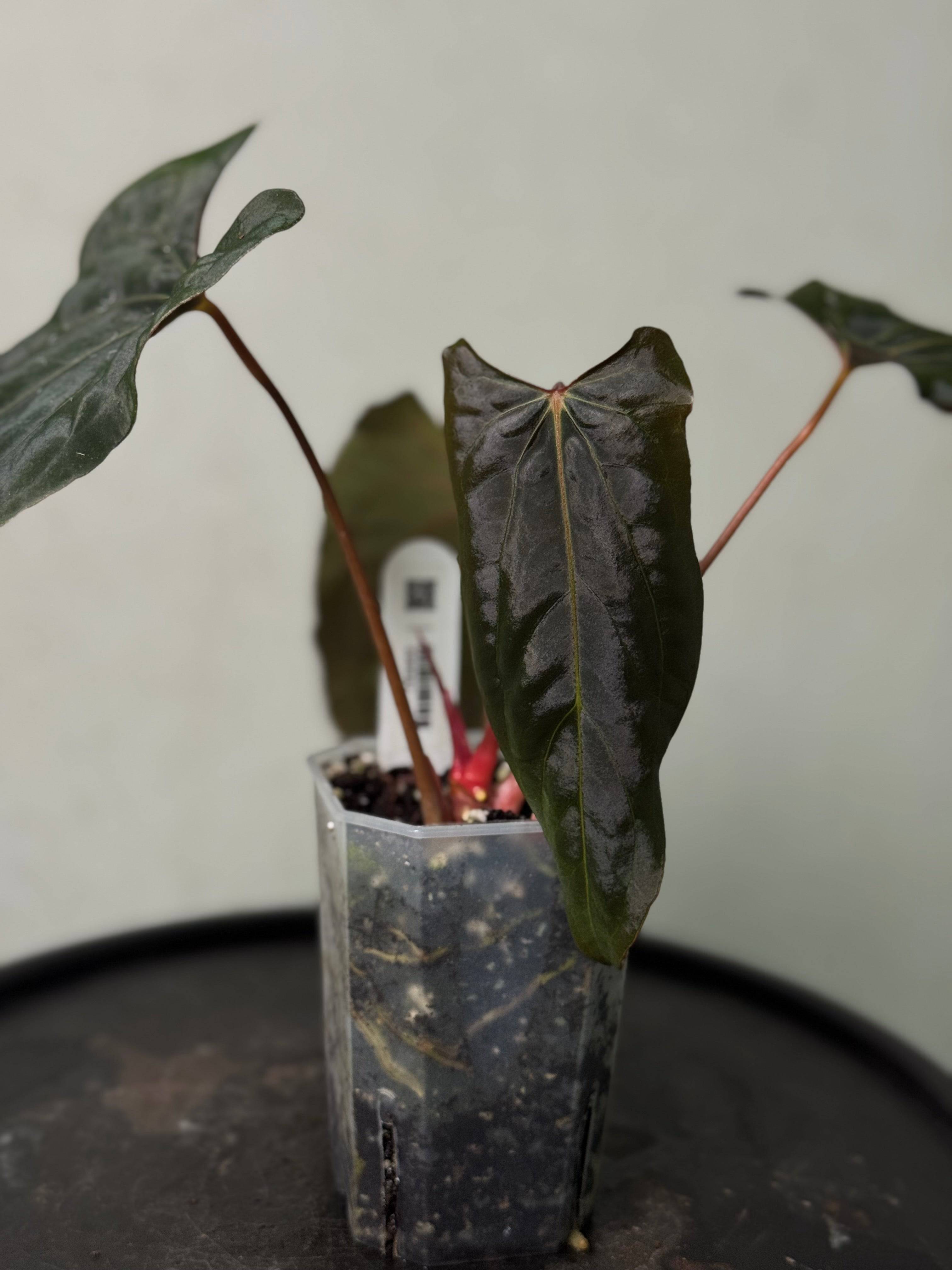 Anthurium Ralph Lynam S1 clone plant with glossy green leaves and vibrant red flowers, displayed in a pot.
