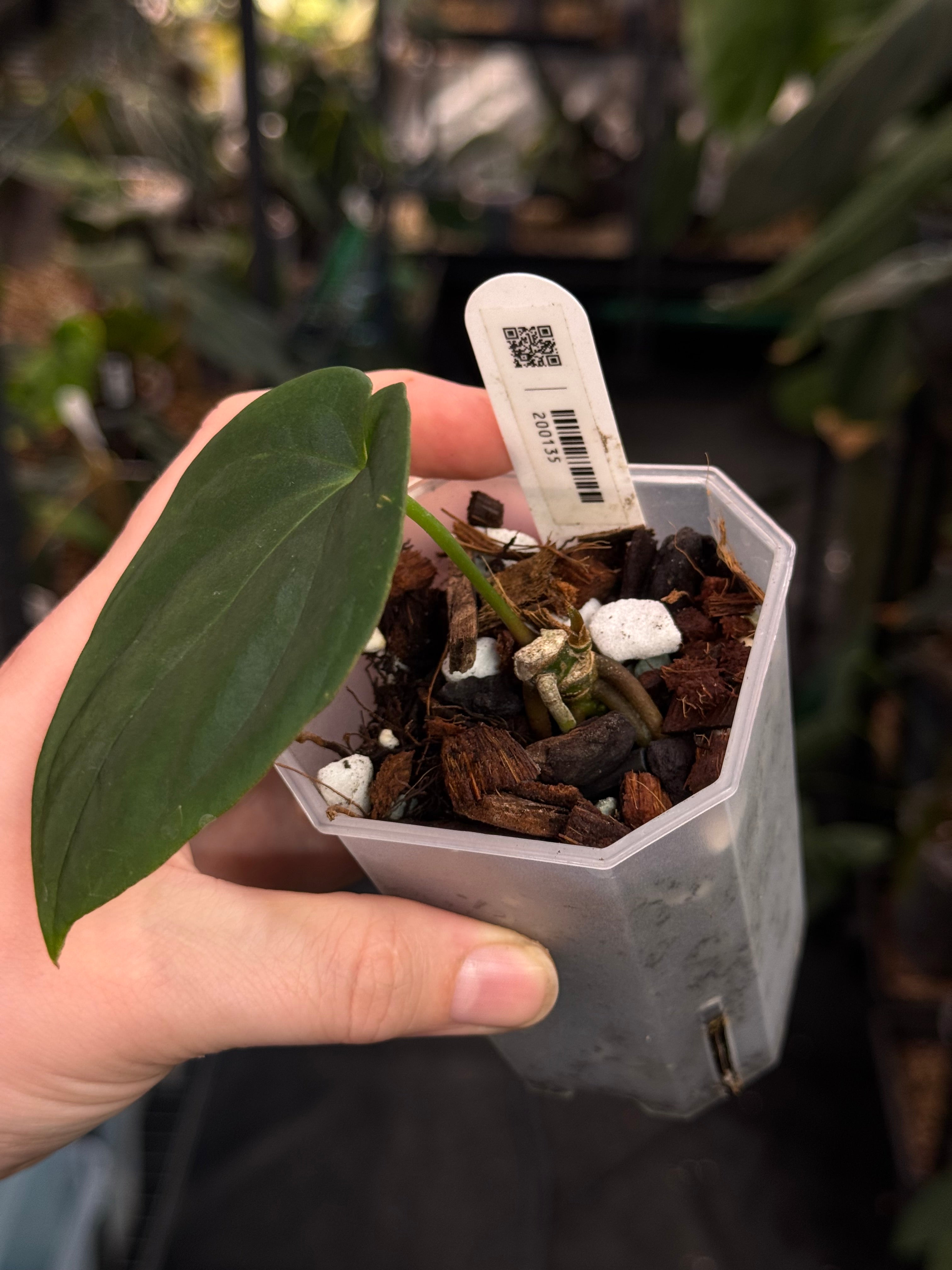 Anthurium Antolakii / BVEP Round x Felix
