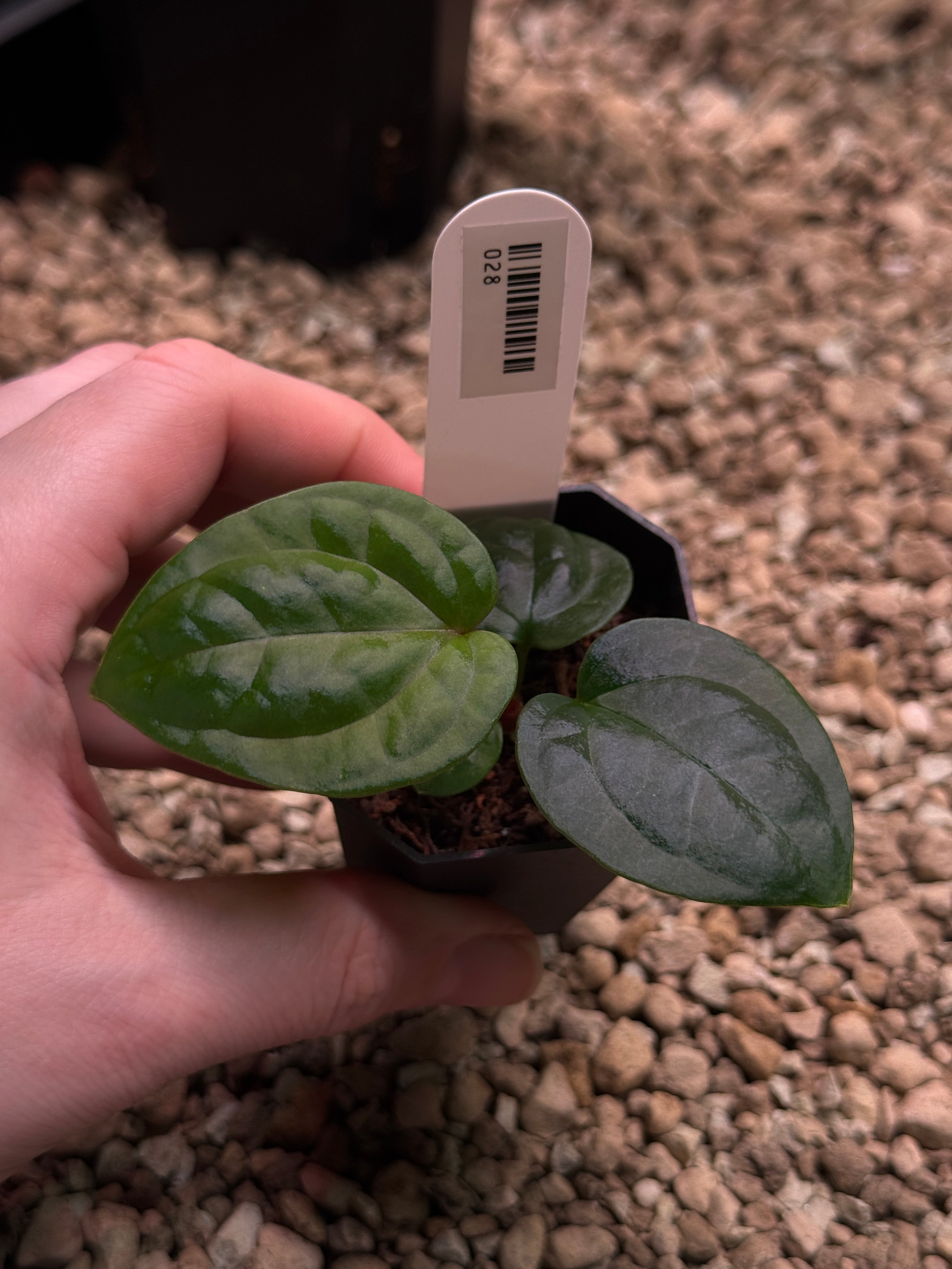 Anthurium Michelle x Luxurians