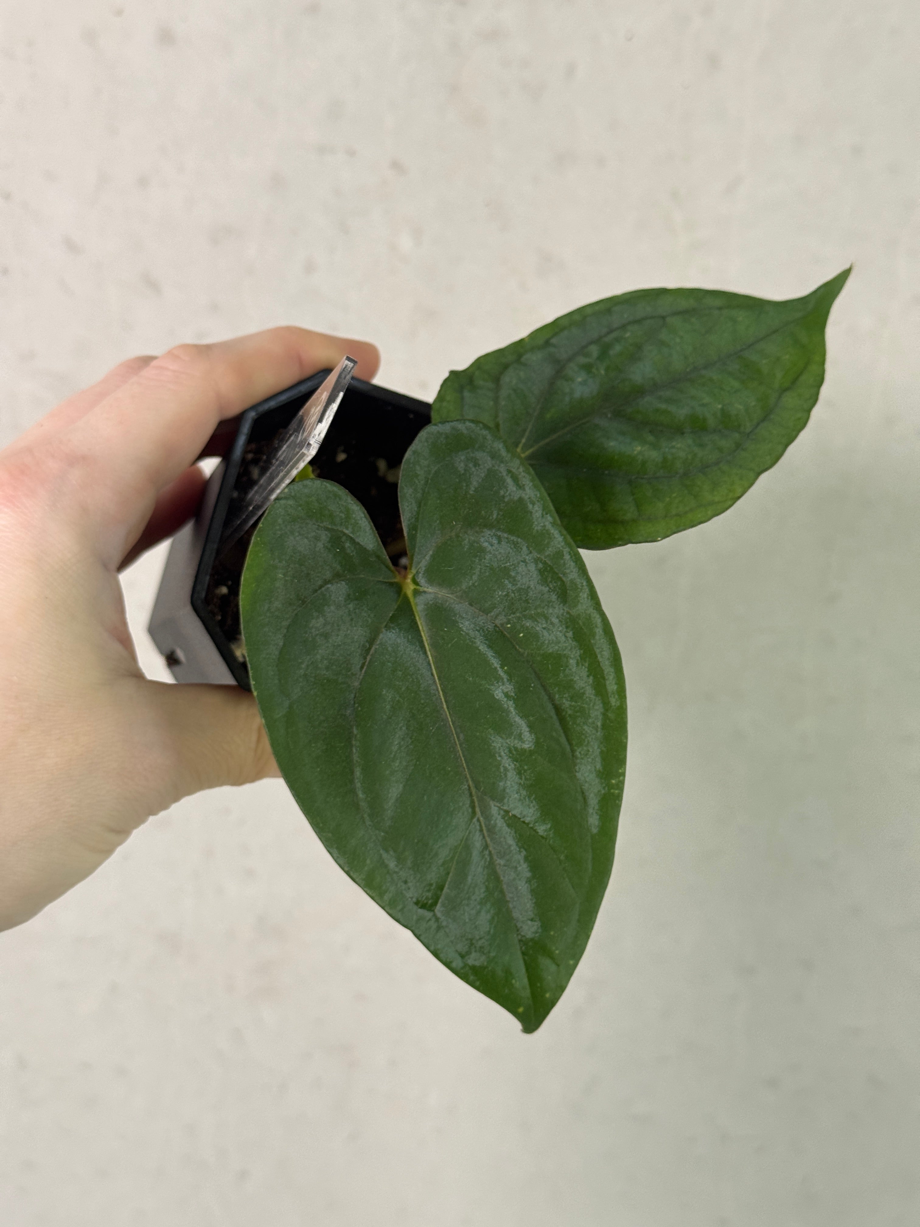 Anthurium Dark Phoenix x Fort Sherman