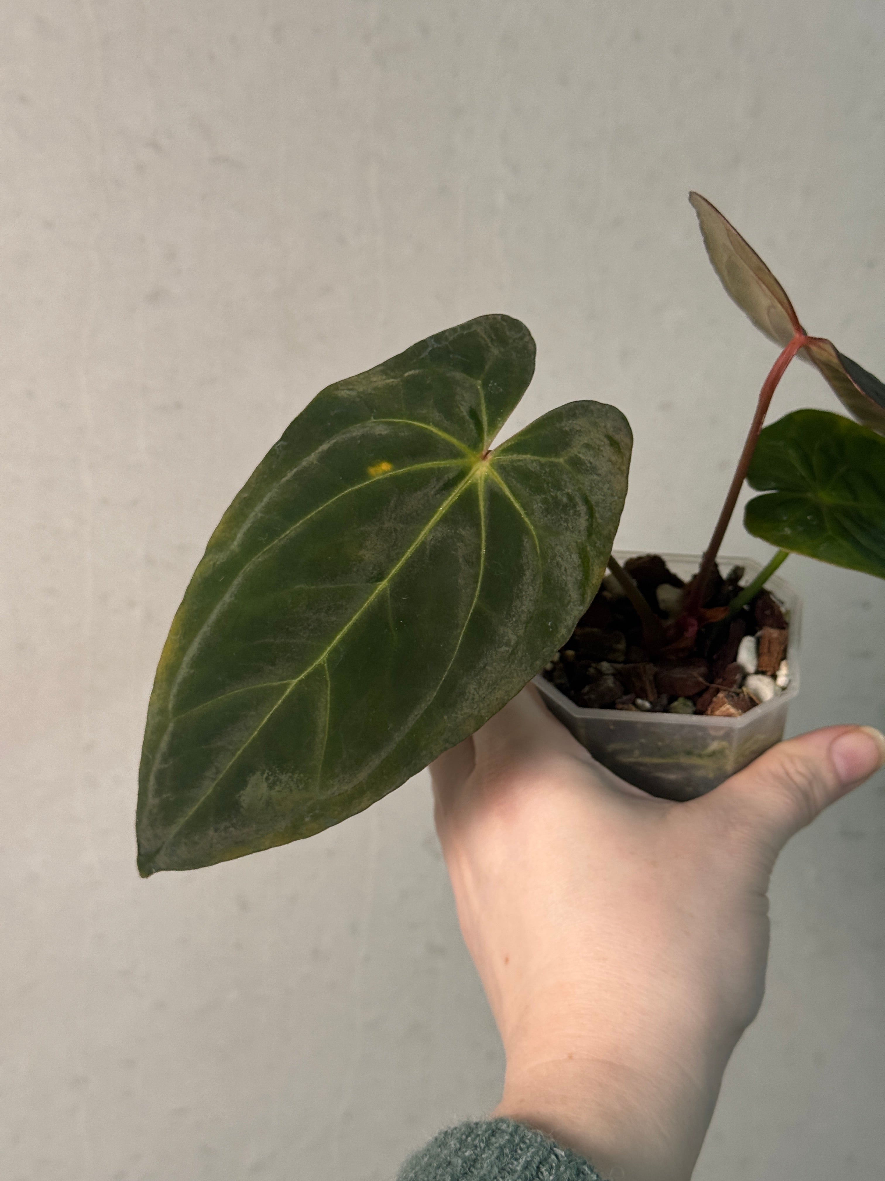 Anthurium Papillilaminum XOne - SMUKHI