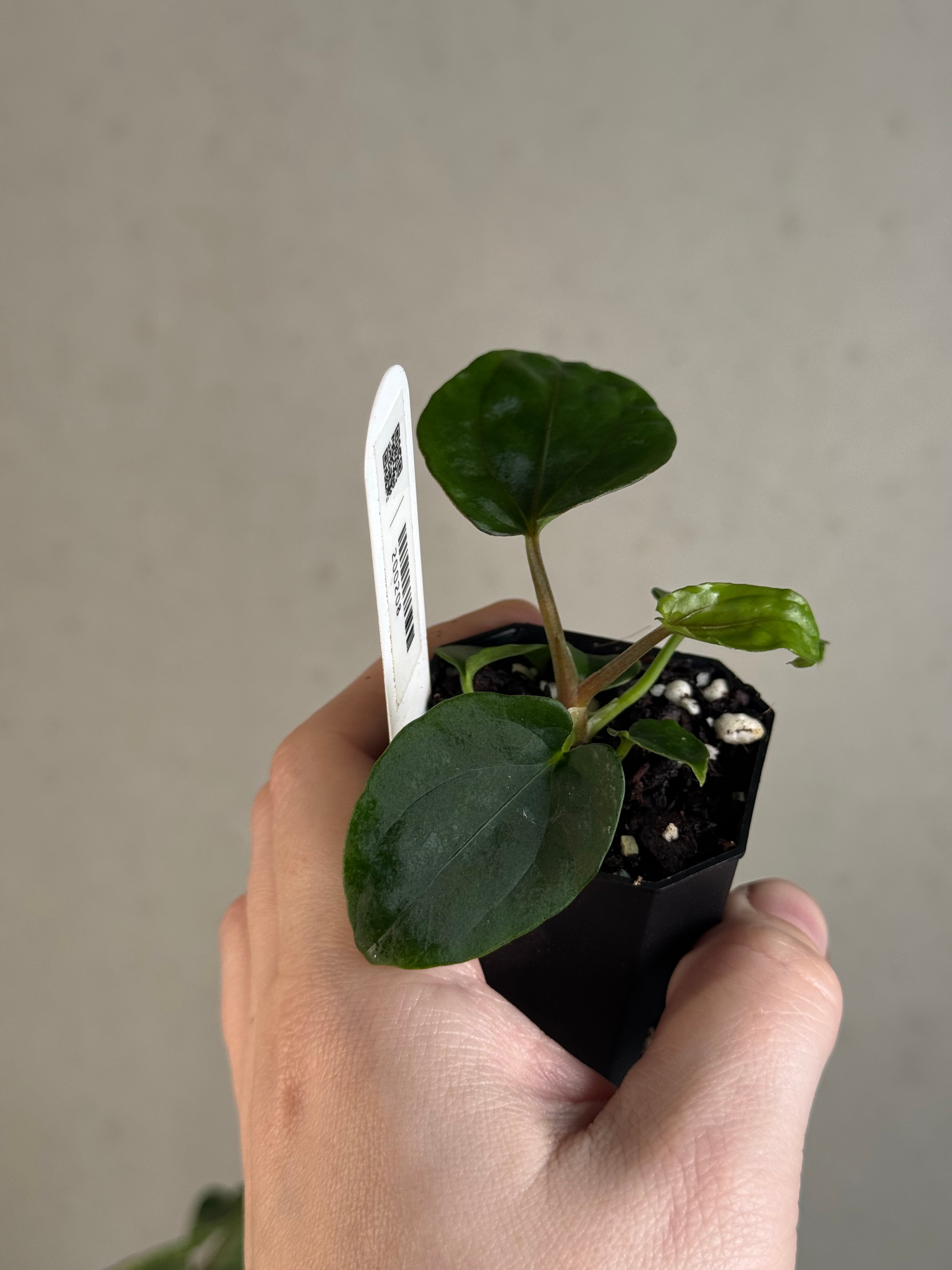 Anthurium Dressleri RG F3 (JV) x self