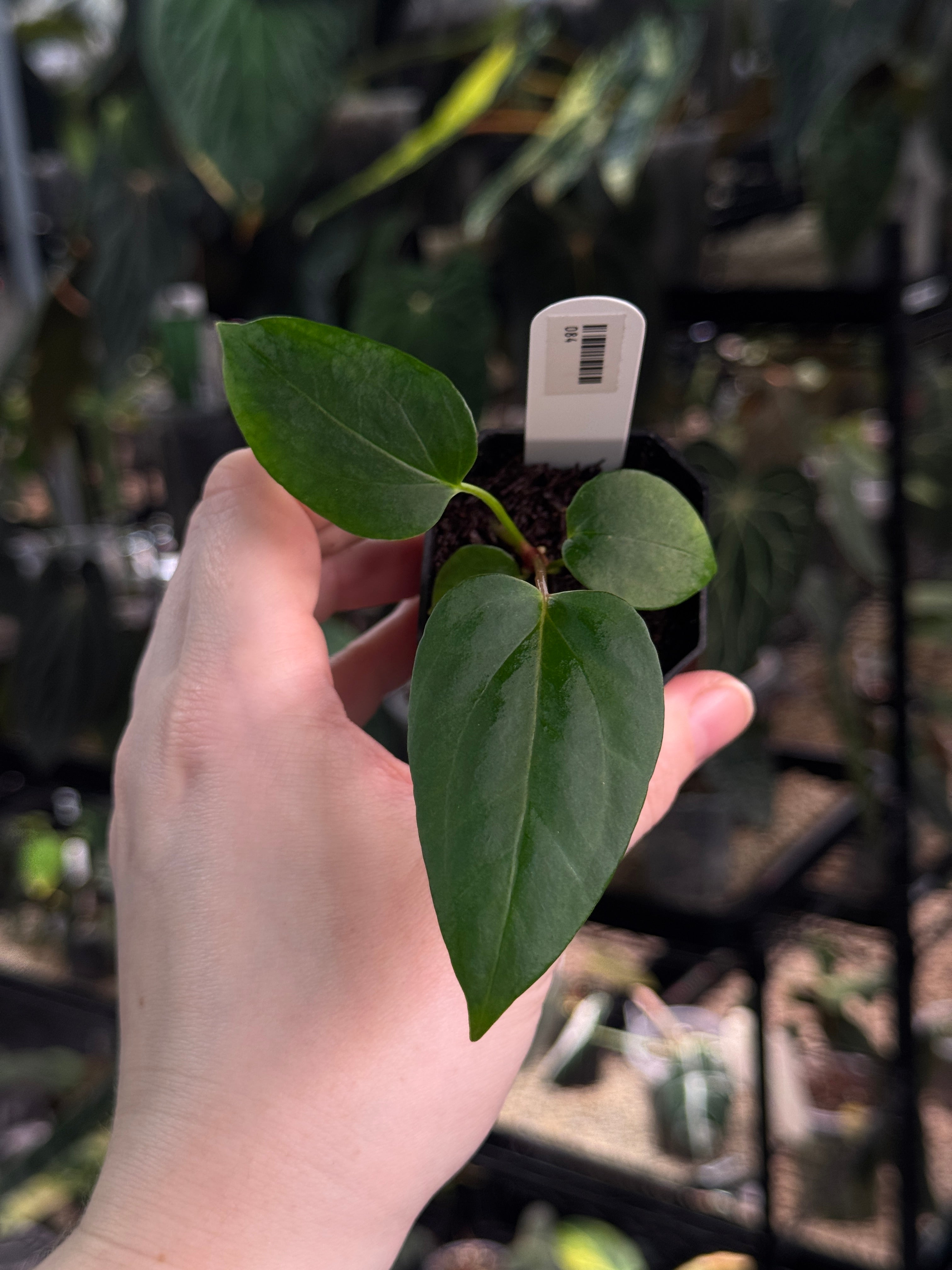 Anthurium Fort Sherman x Mr. Worldwide #2