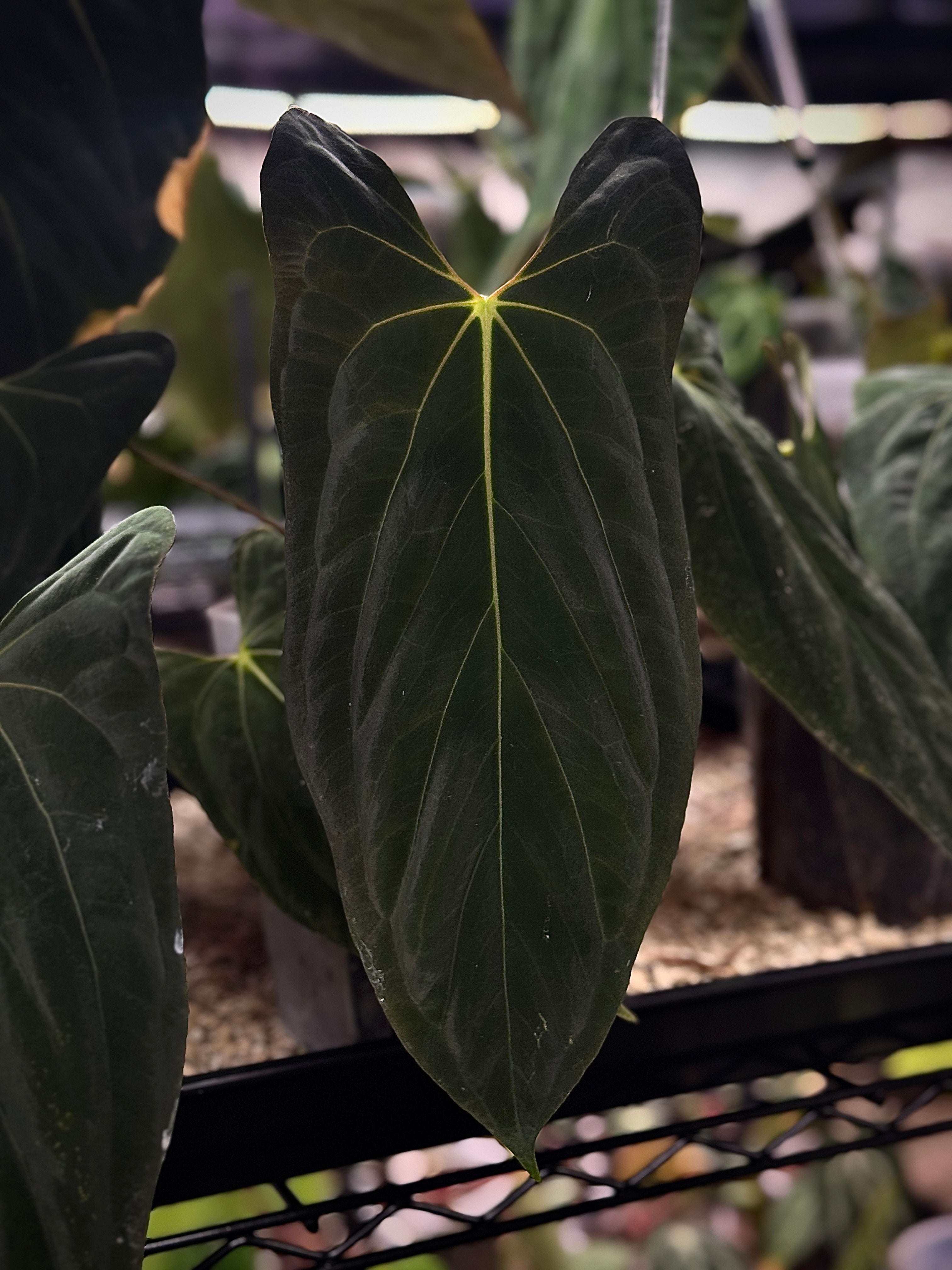 NFS: Anthurium Papillilaminum 'Marie' - SMUKHI