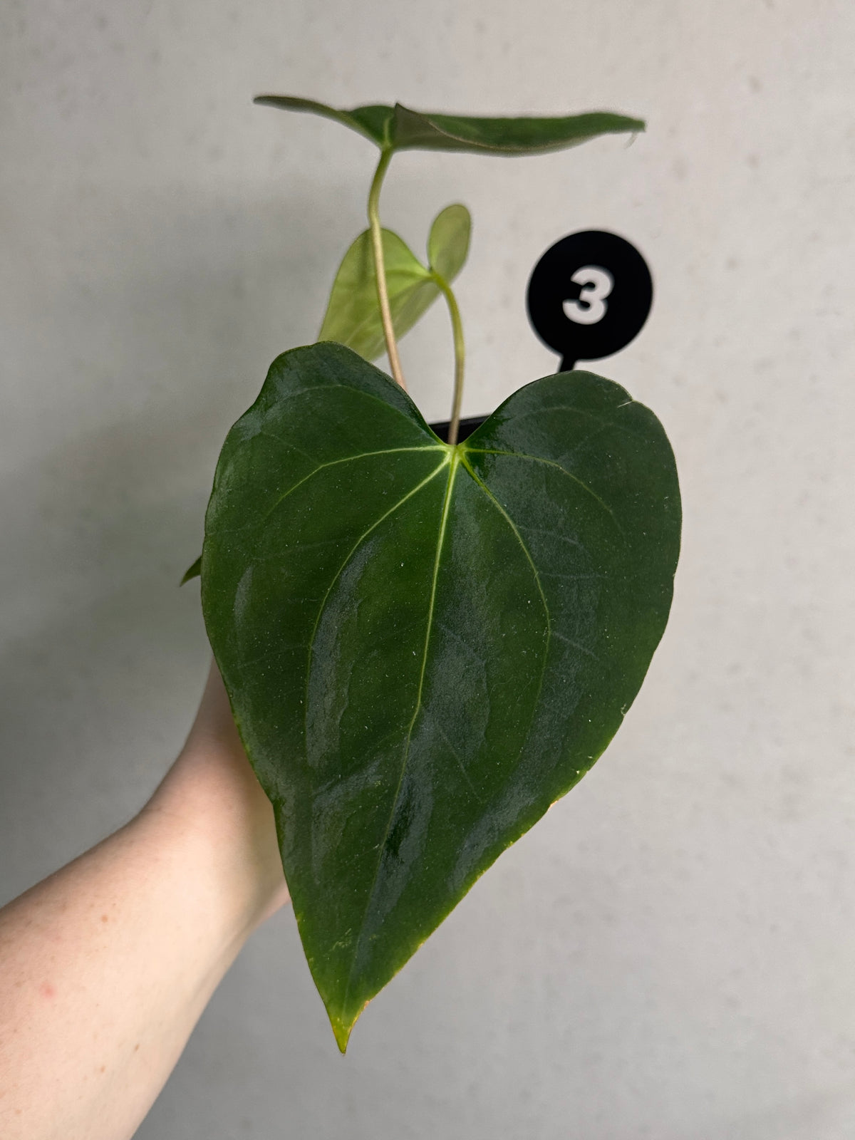 Anthurium plant with dark leaves and vibrant flowers, from SMUKHI, featuring a mix of papillilaminum and Carlablackiae varieties.