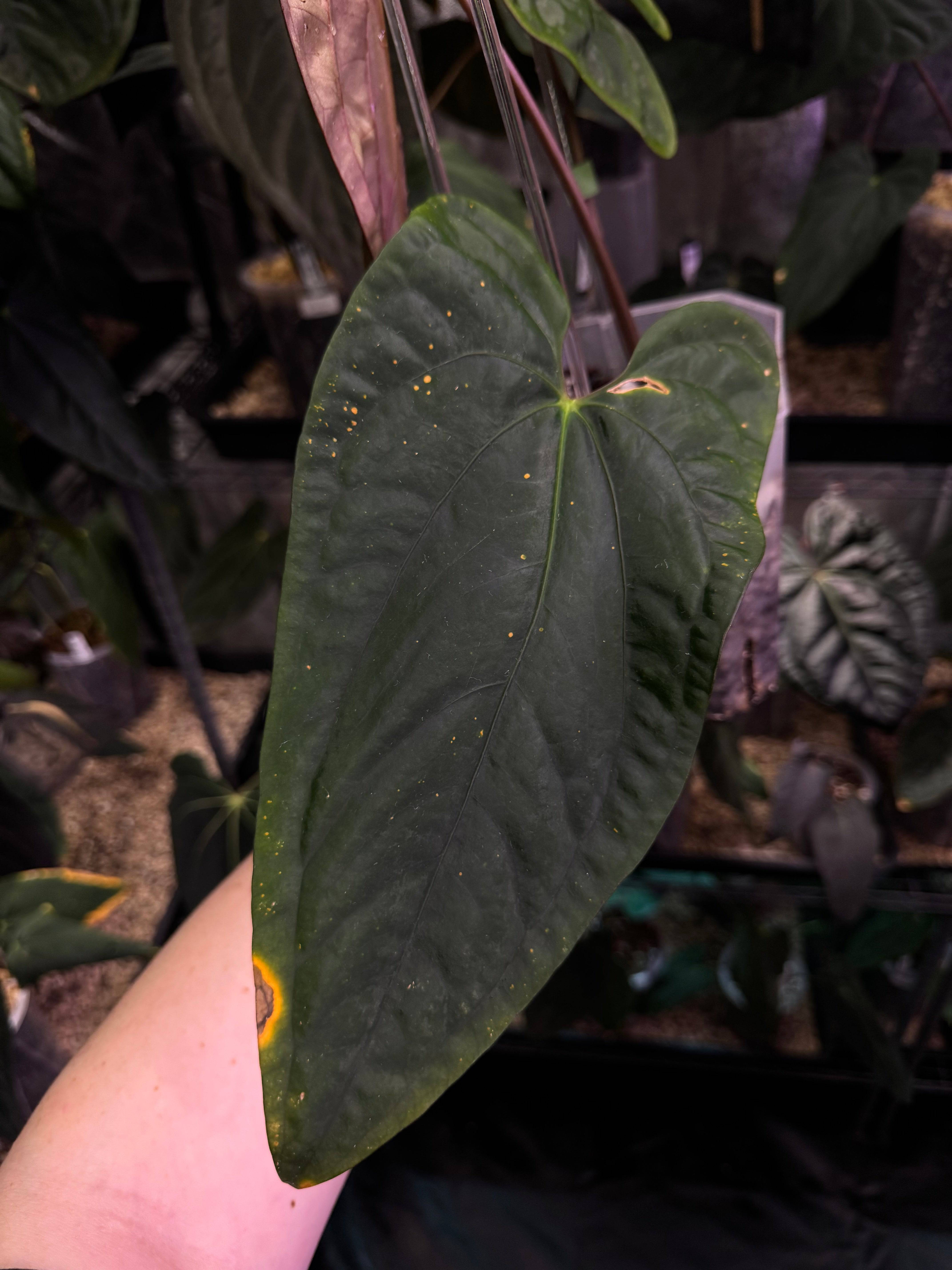NFS: Anthurium Papillilaminum 'Voldemort' x self - SMUKHI