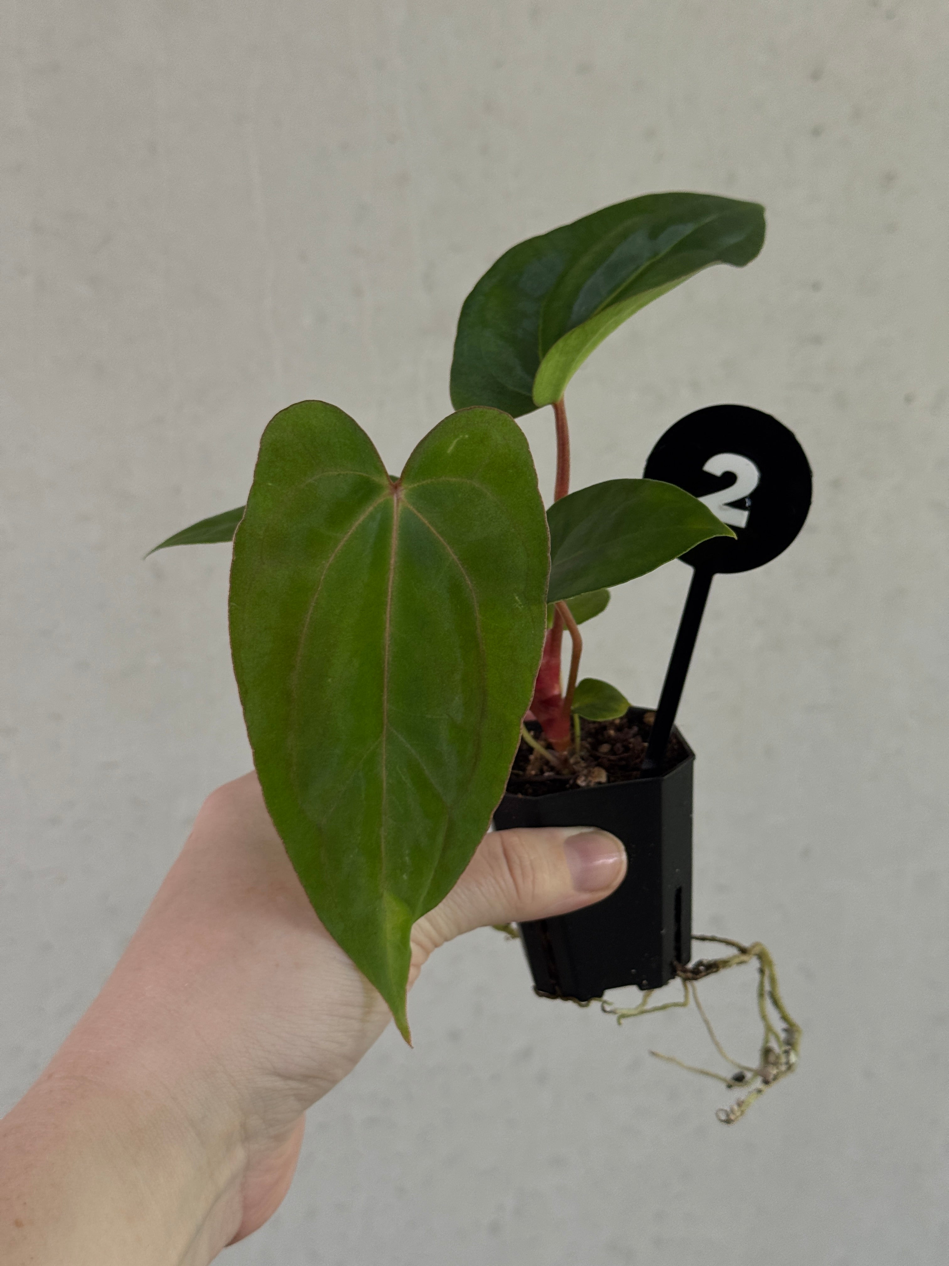 SMUKHI Anthurium plant featuring glossy, vibrant leaves with variegated patterns and dark, dramatic foliage.
