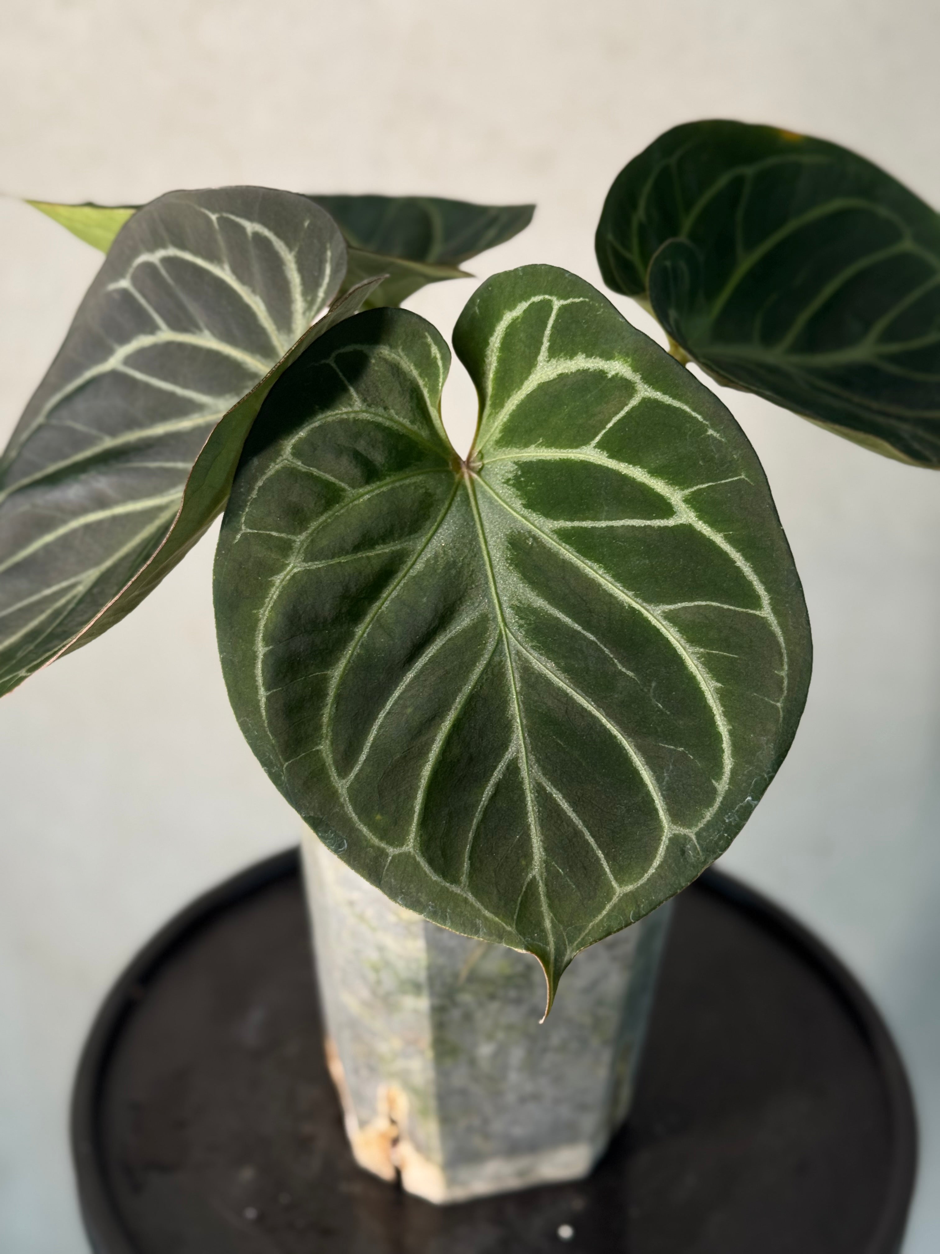 Anthurium HU x Red Crystallinum - Clone