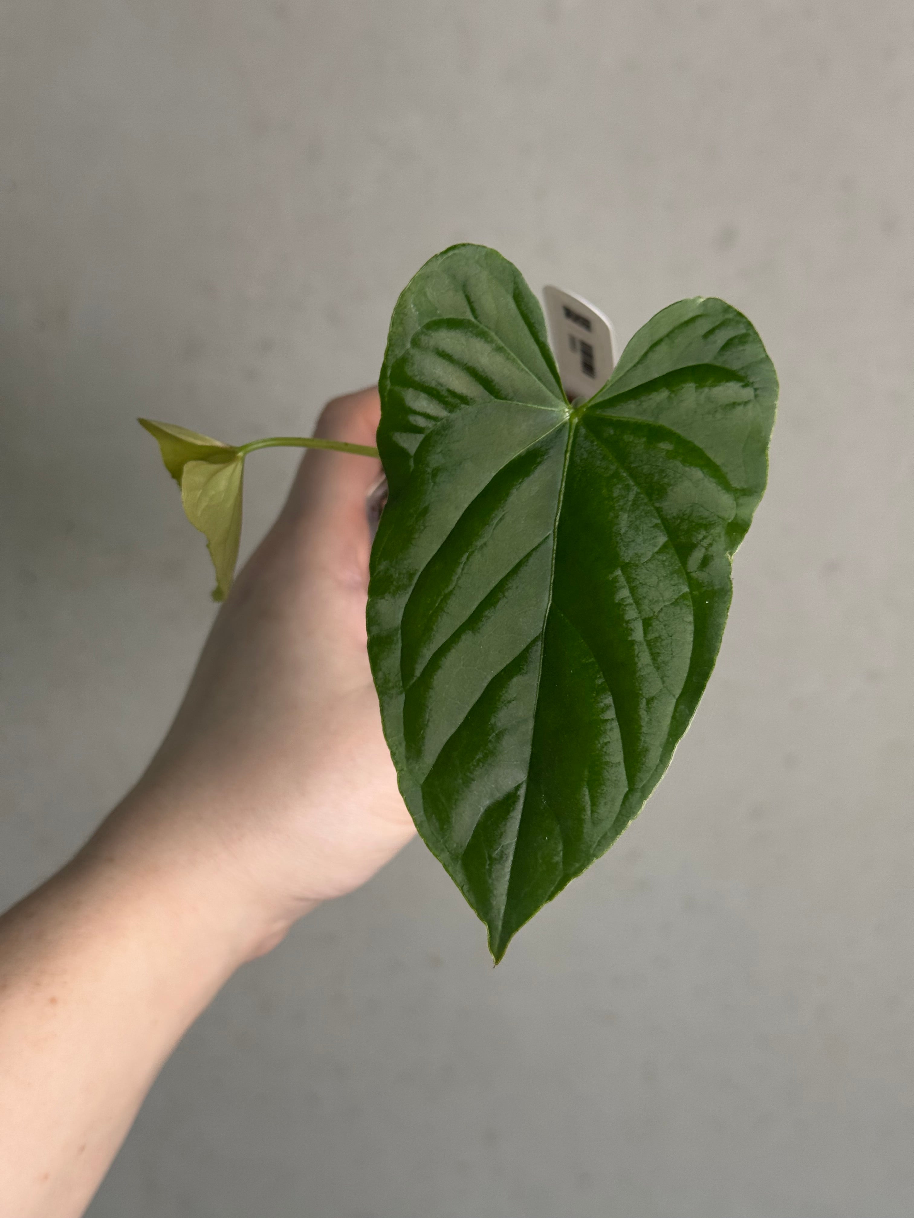 Anthurium Bullatus x - SMUKHI