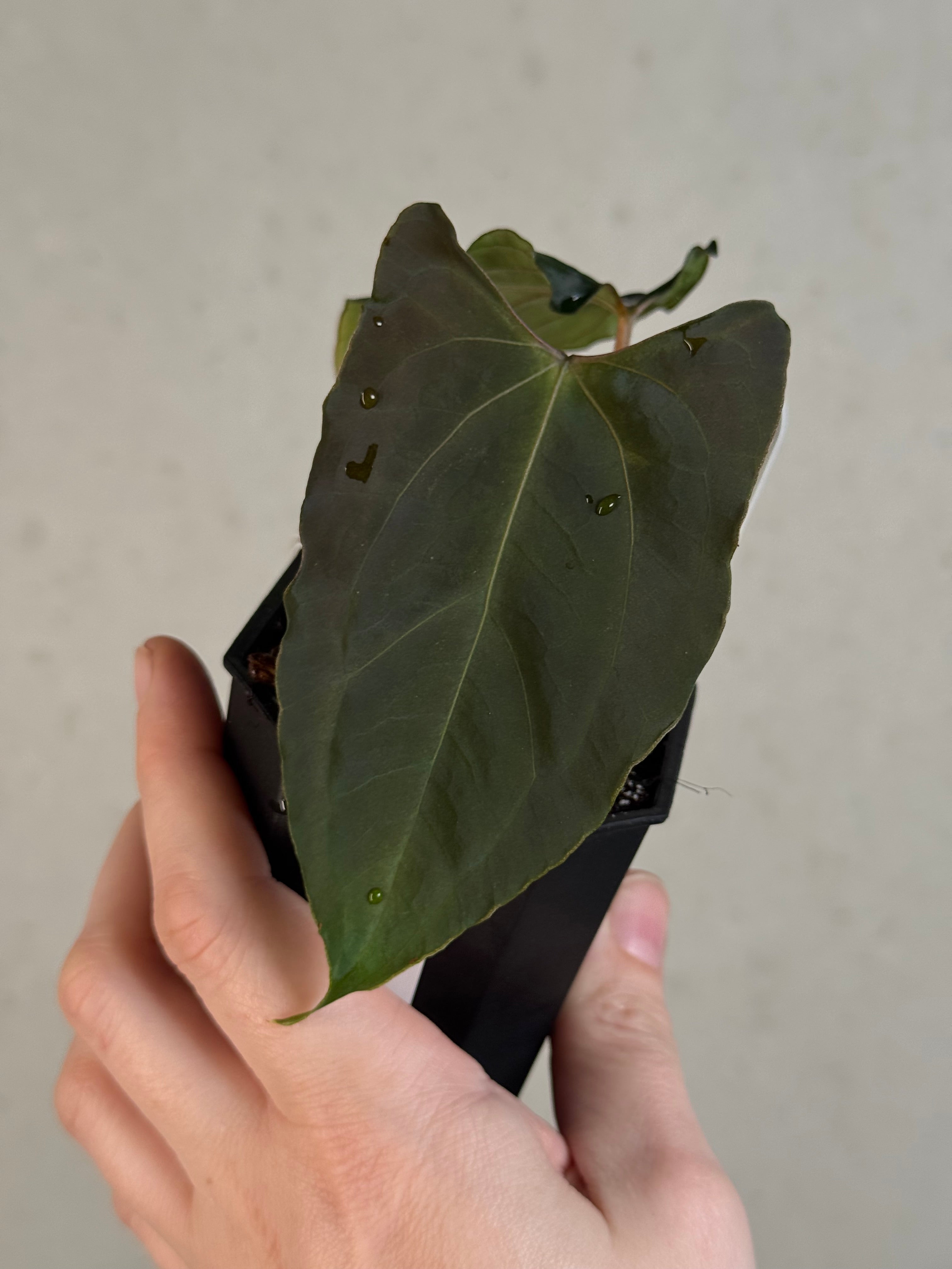 Anthurium Ralph Lynam x self - Clone - Pre-order