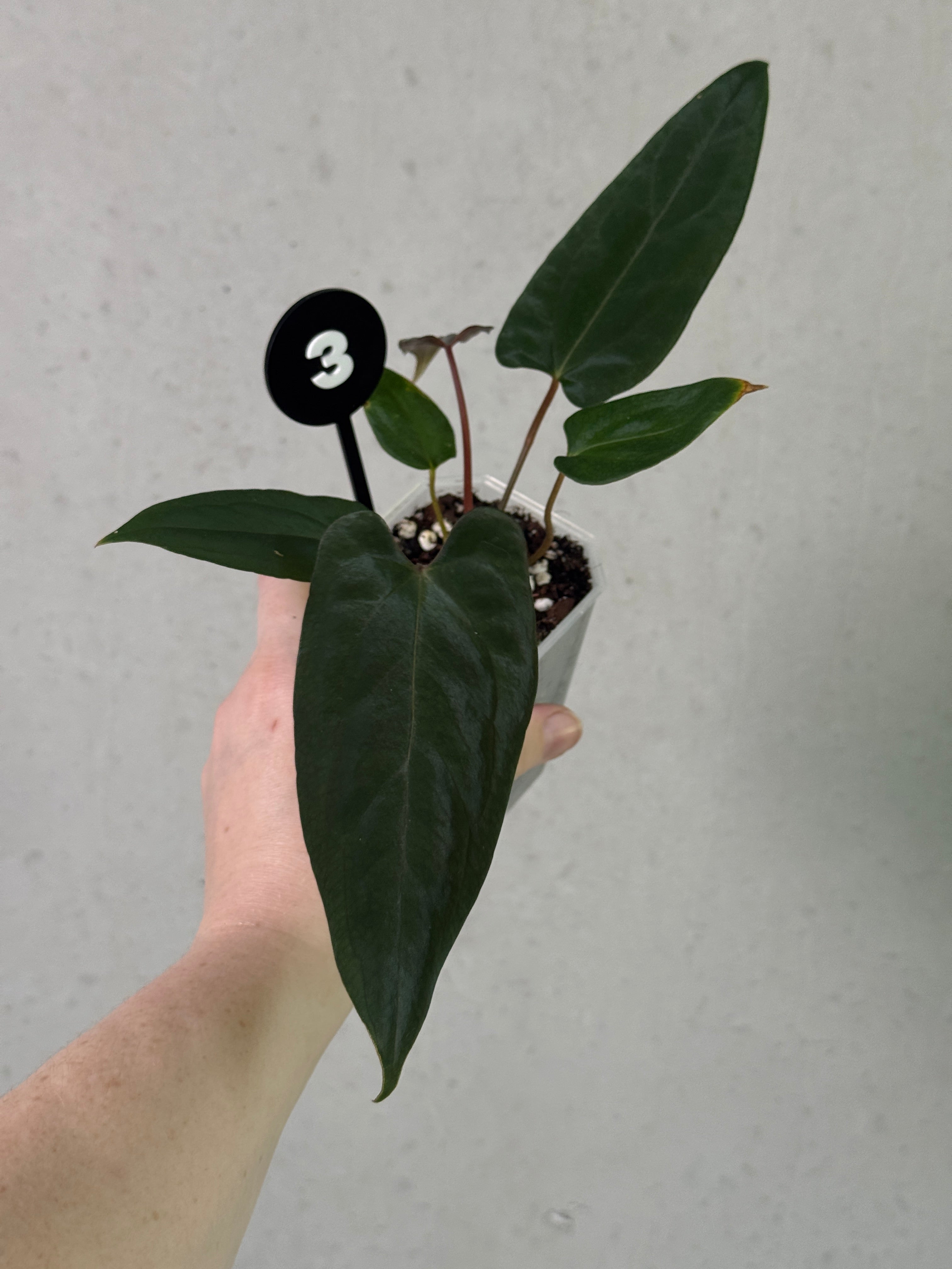 Anthurium 'Grim Reaper' x Portillae 'Dorito' plant with dark, glossy leaves and vibrant, heart-shaped flowers in a modern pot.