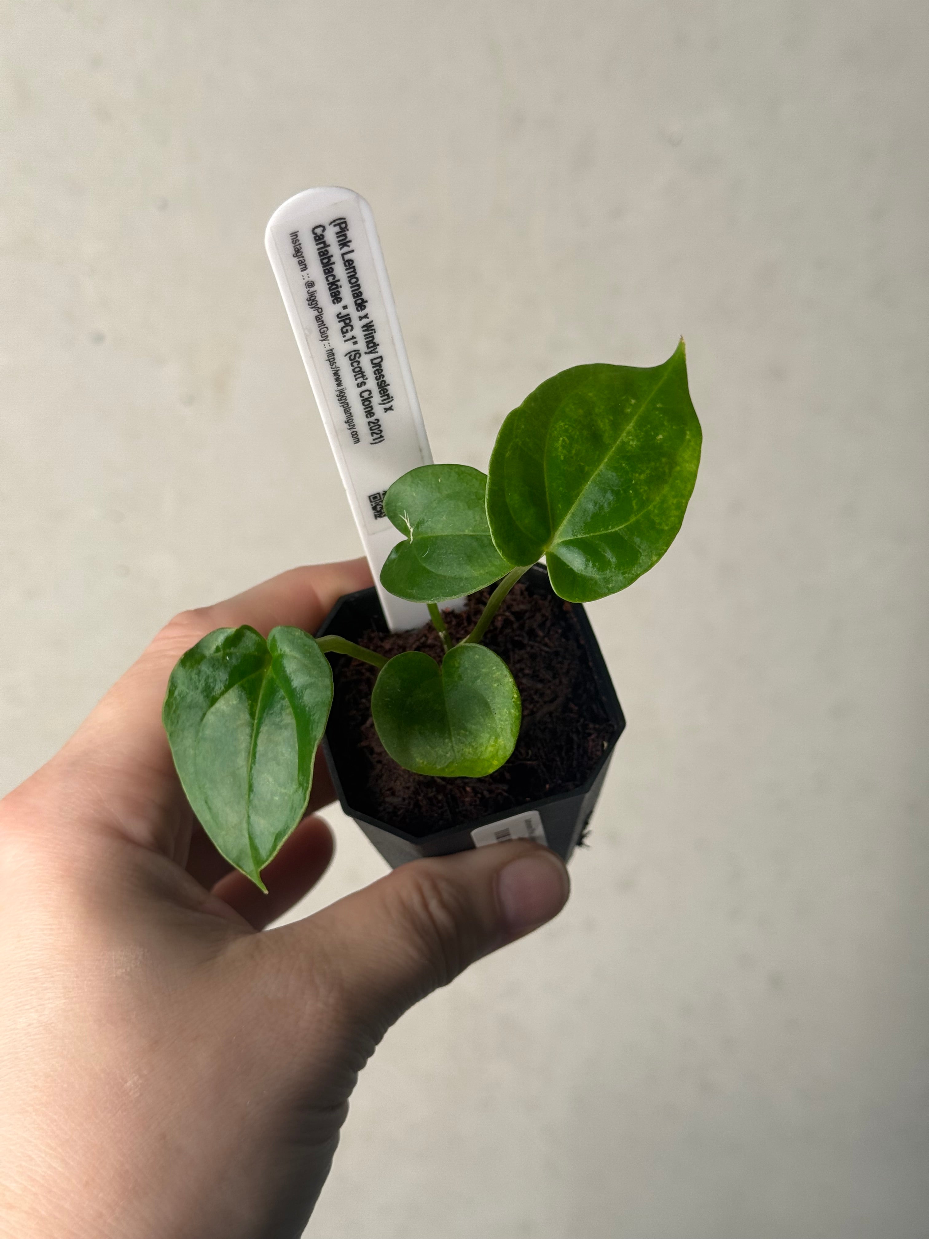 Anthurium (‘Pink Lemonade’ x Windy Dressleri) x Carlablackiae JPG.1