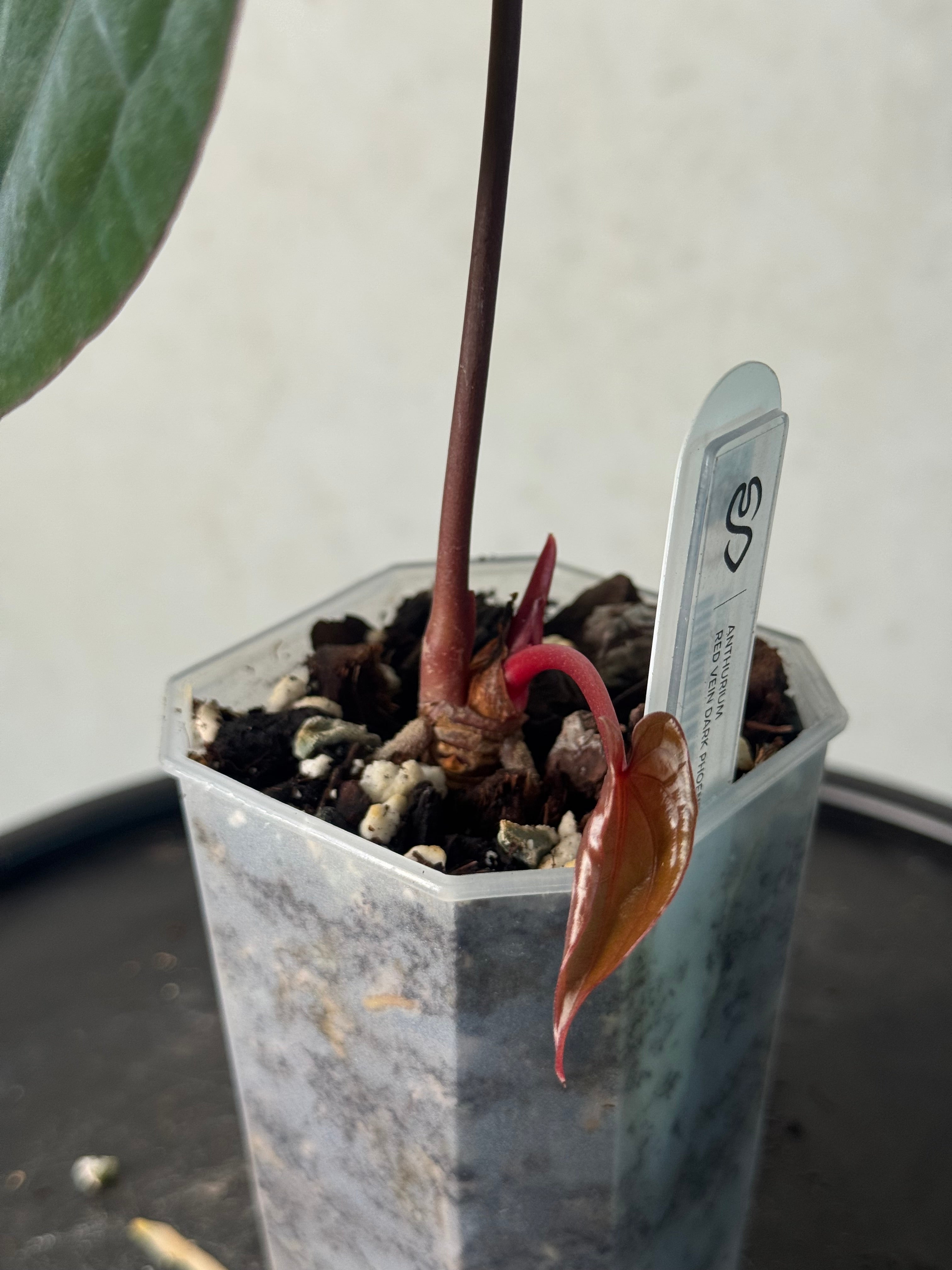 Anthurium Red Vein Dark Phoenix - Clone - Pre-order