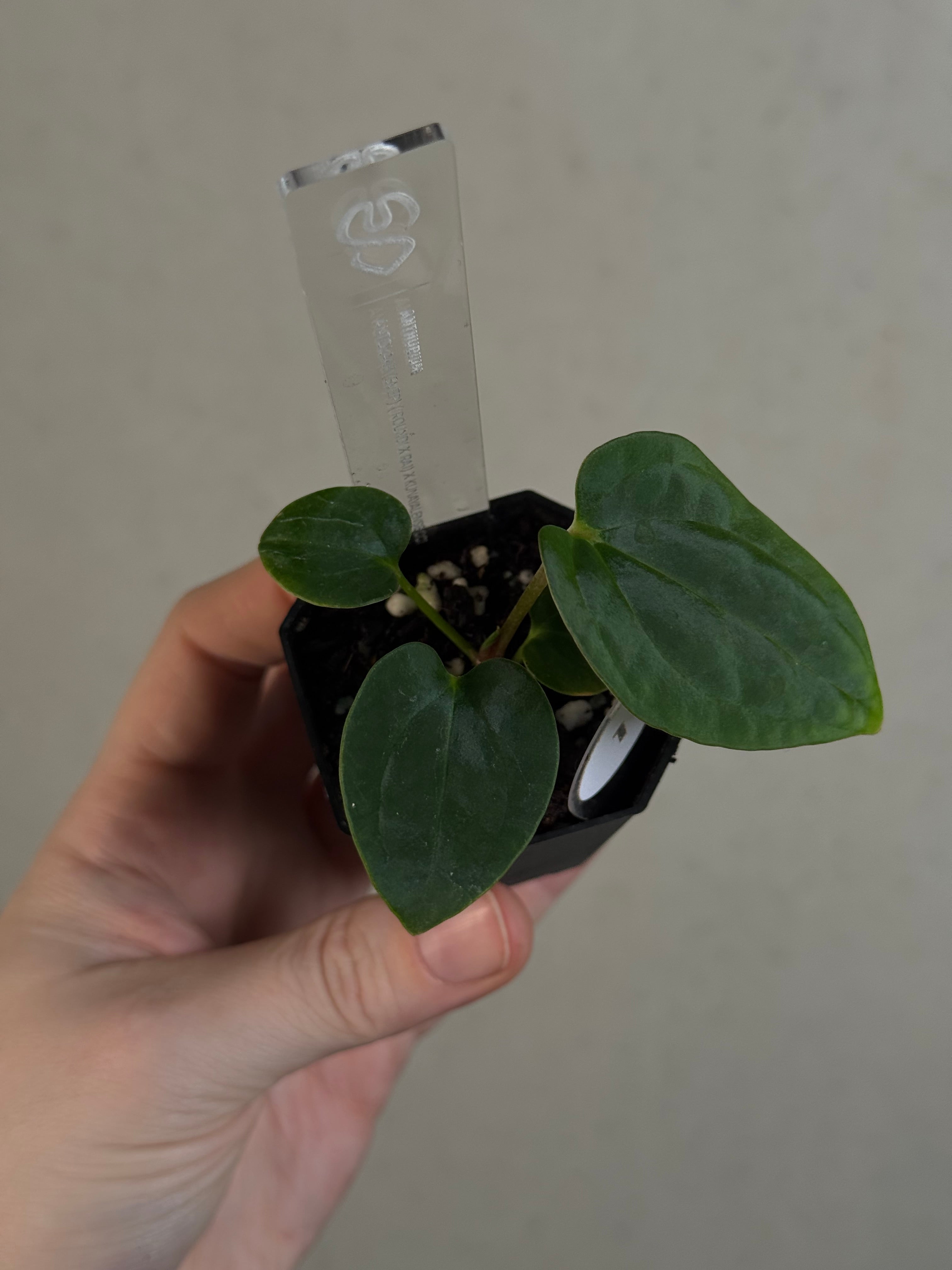 Anthurium BVEP ('Round' x RA1) x Kunayalense CC1