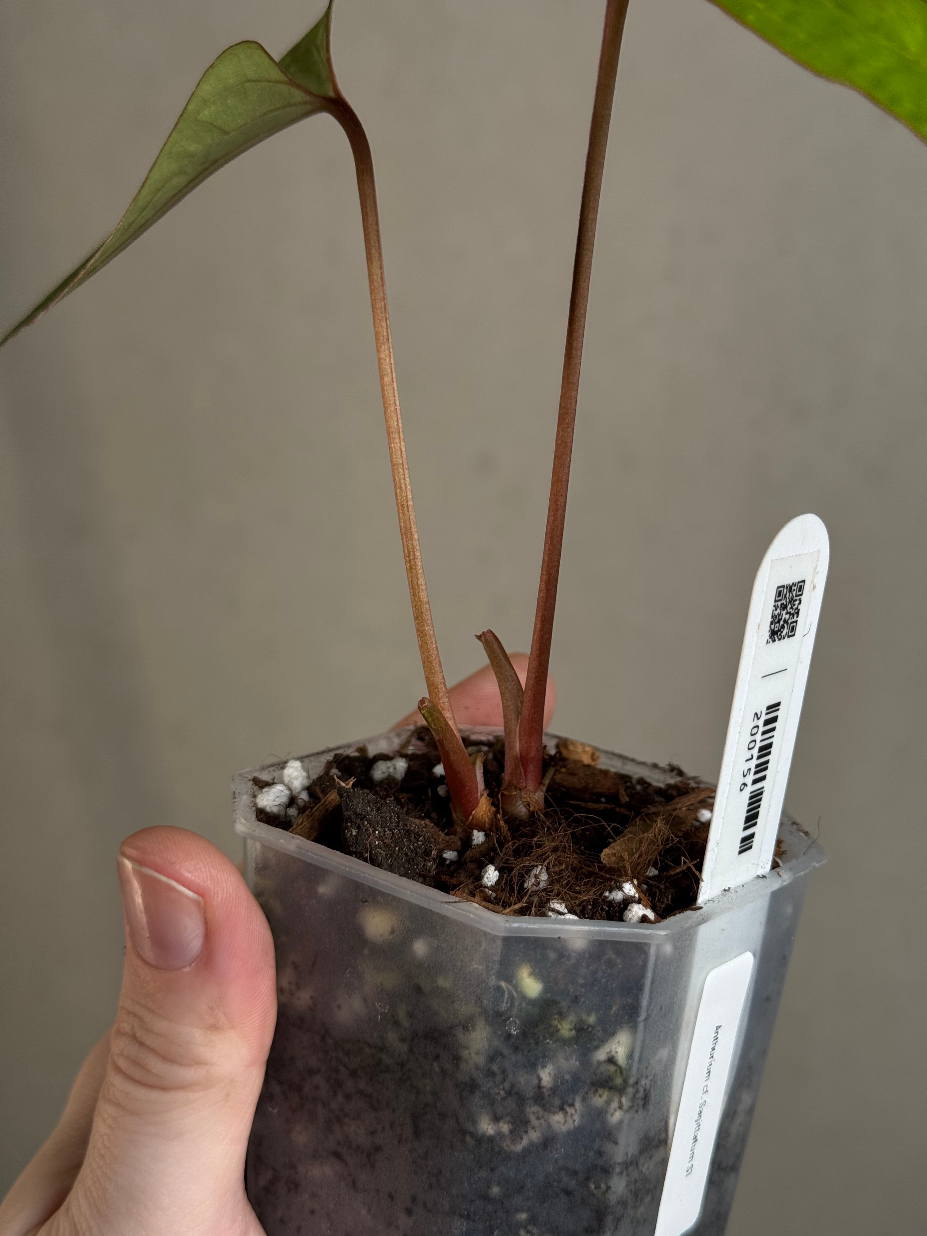 Anthurium cf. Sagittatum S1