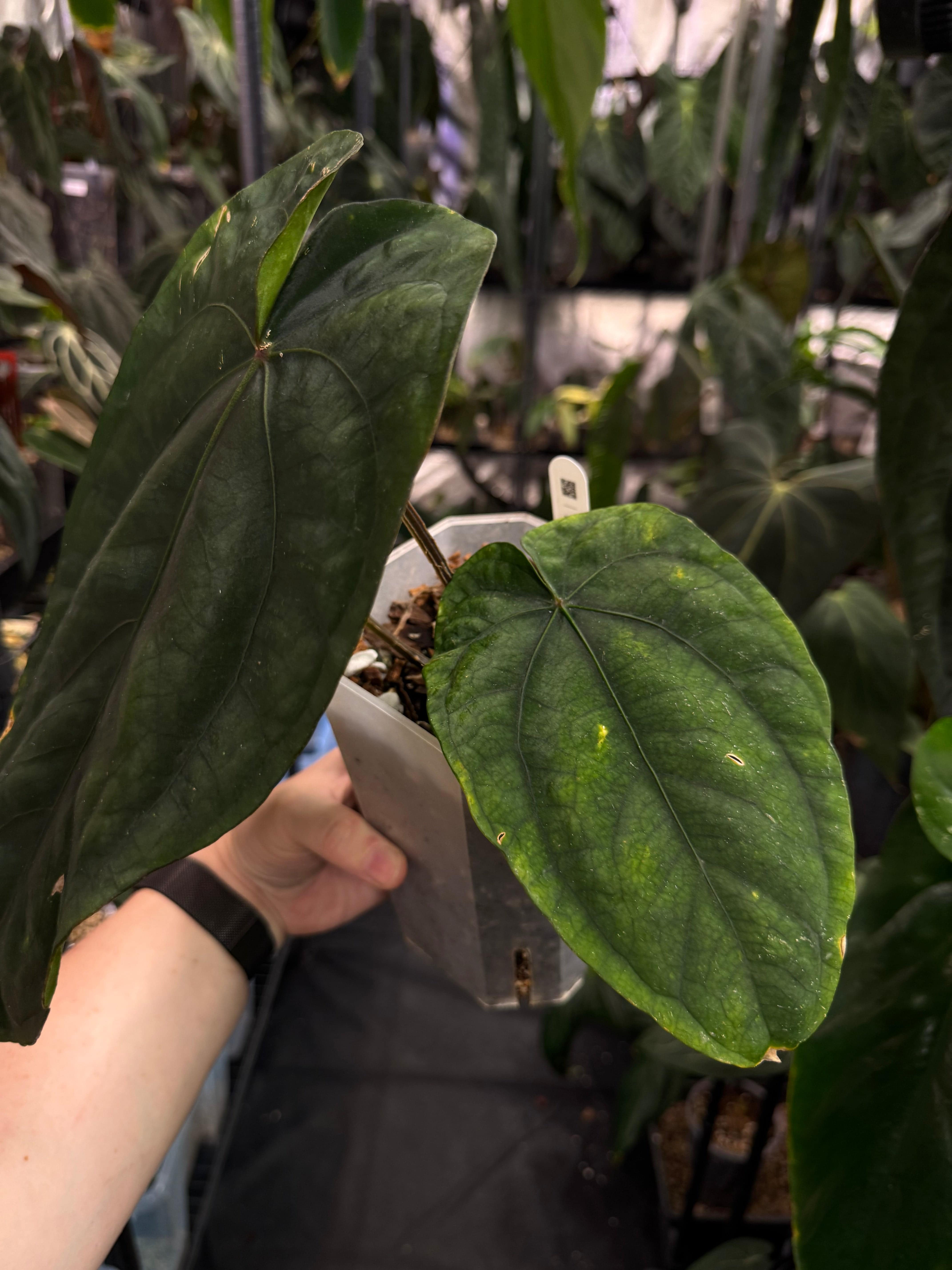 Anthurium NSE Dressleri - SMUKHI