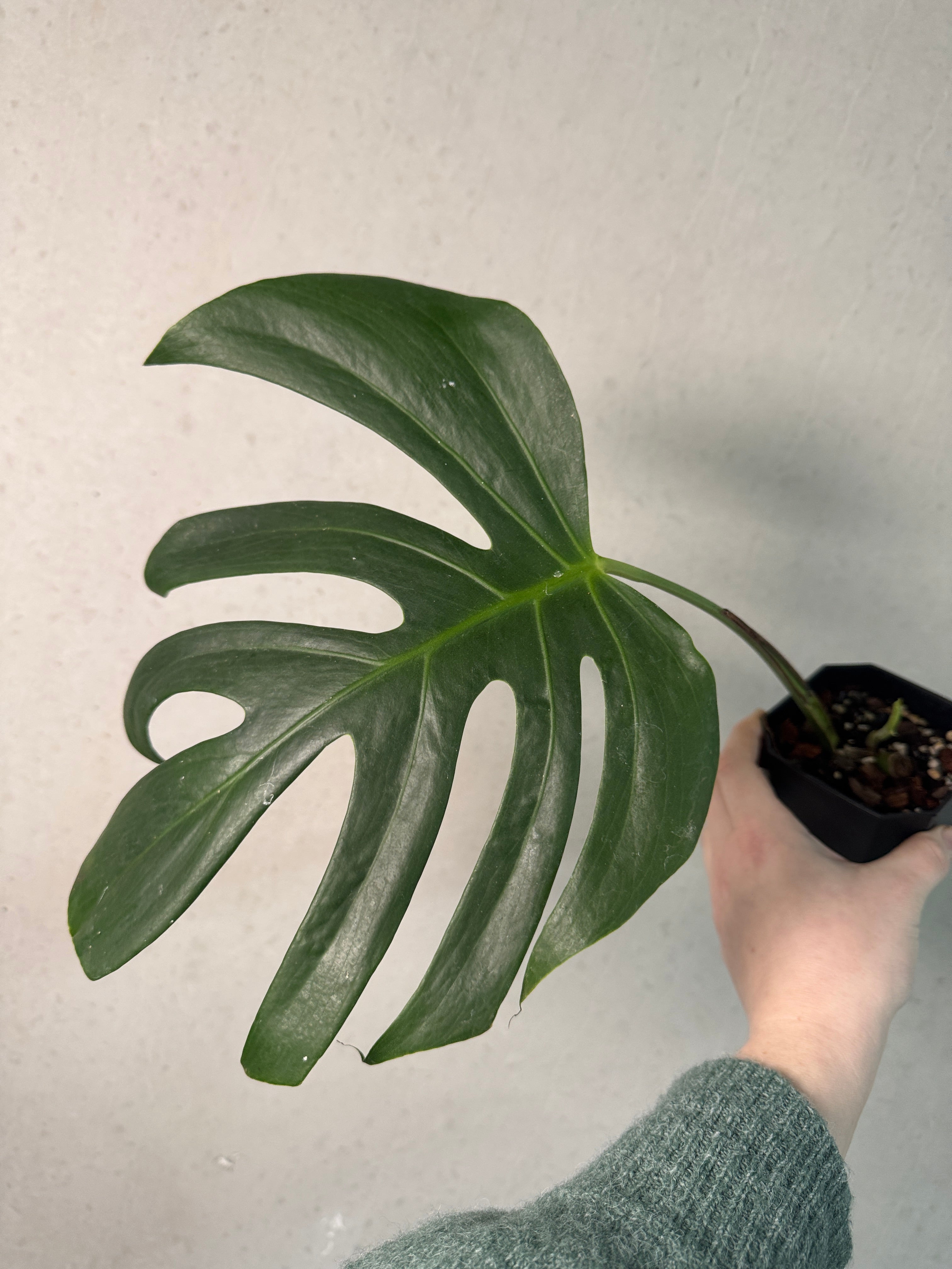 Monstera Sierrana Mexican Form - Clone