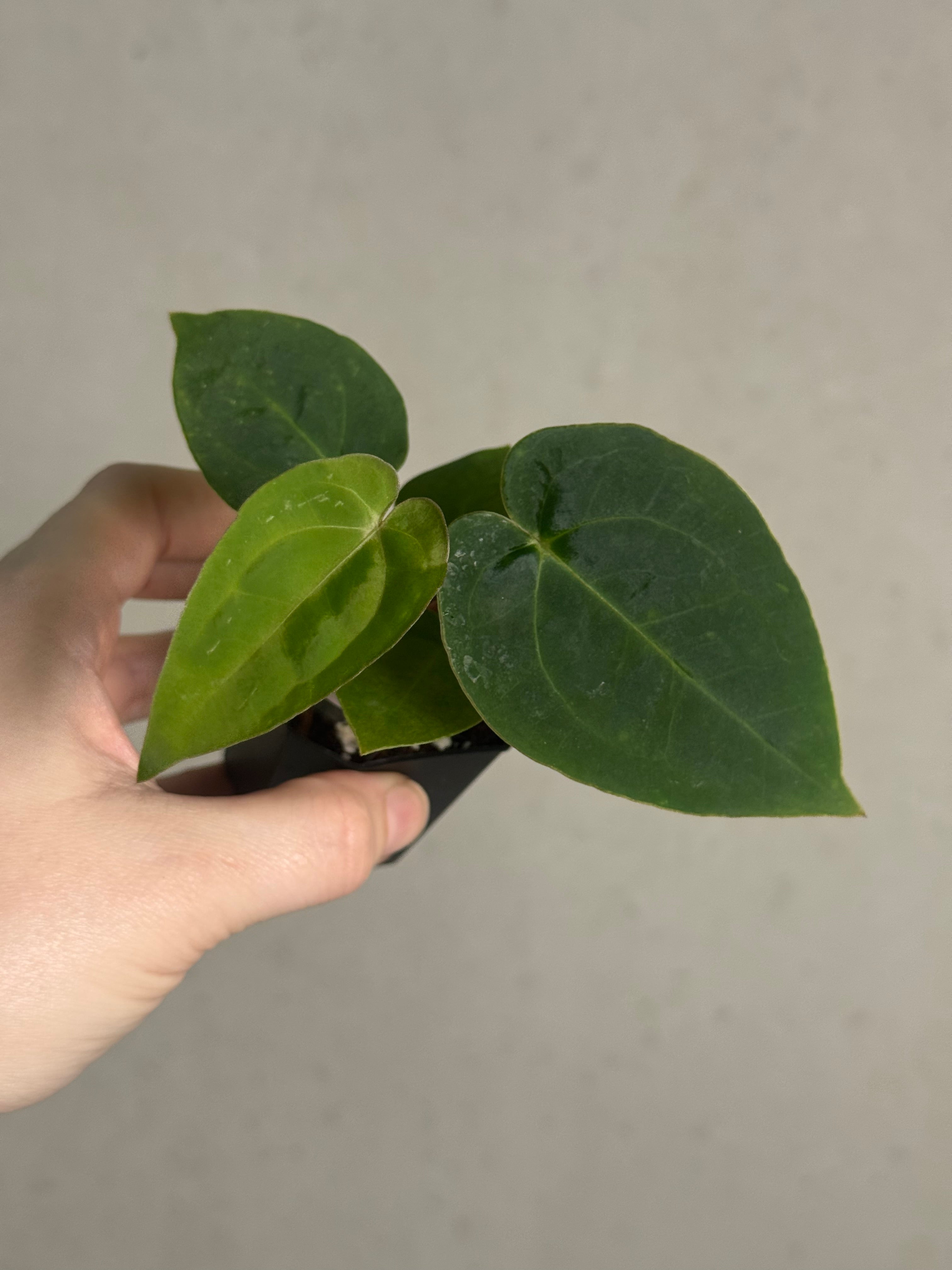 Anthurium Papillilaminum 'Guna Yala' x (Zara x Michelle) - SMUKHI