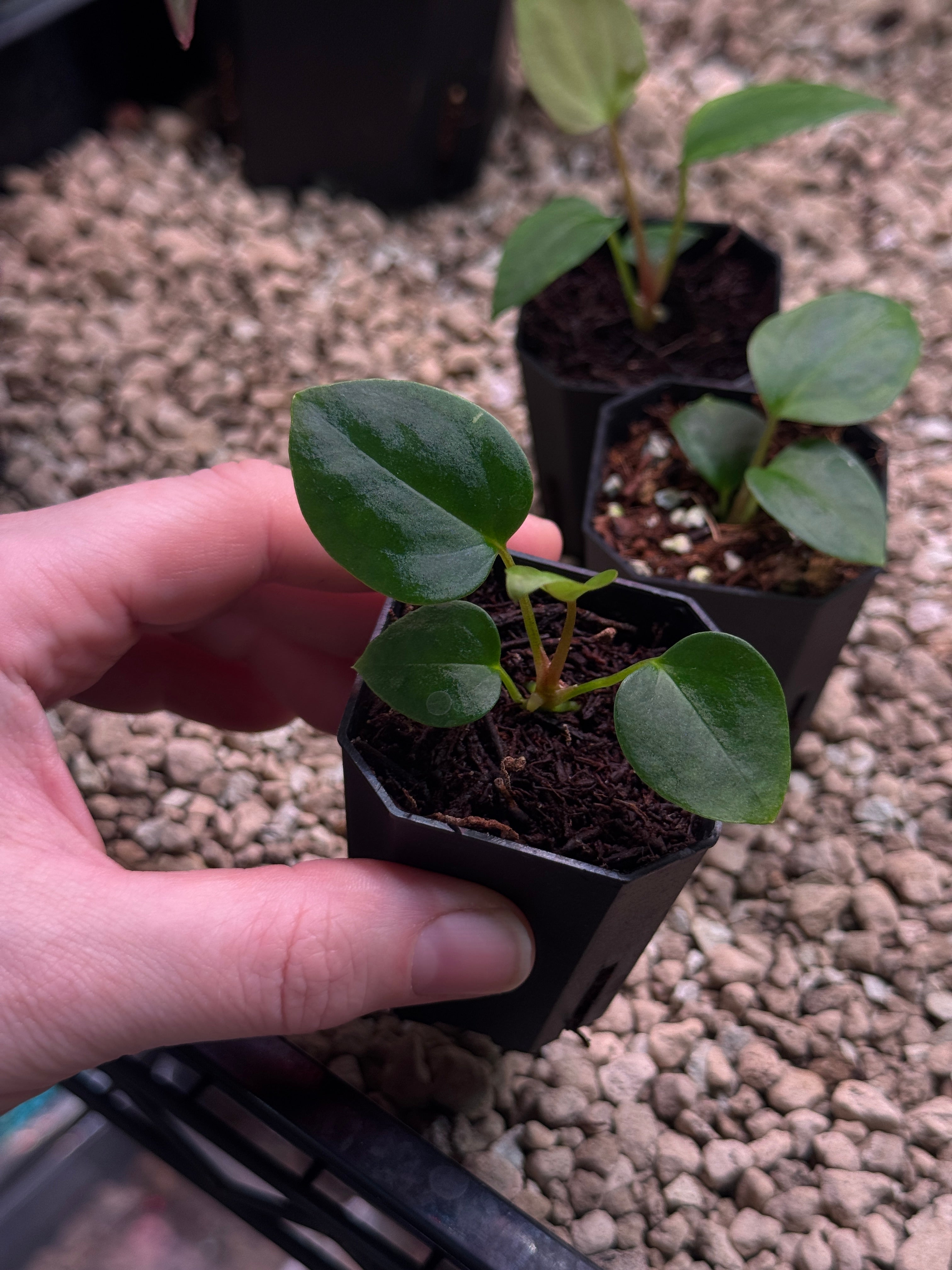 Anthurium (Papillilaminum 'Marie' x 'IL') x Indo Portillae or self