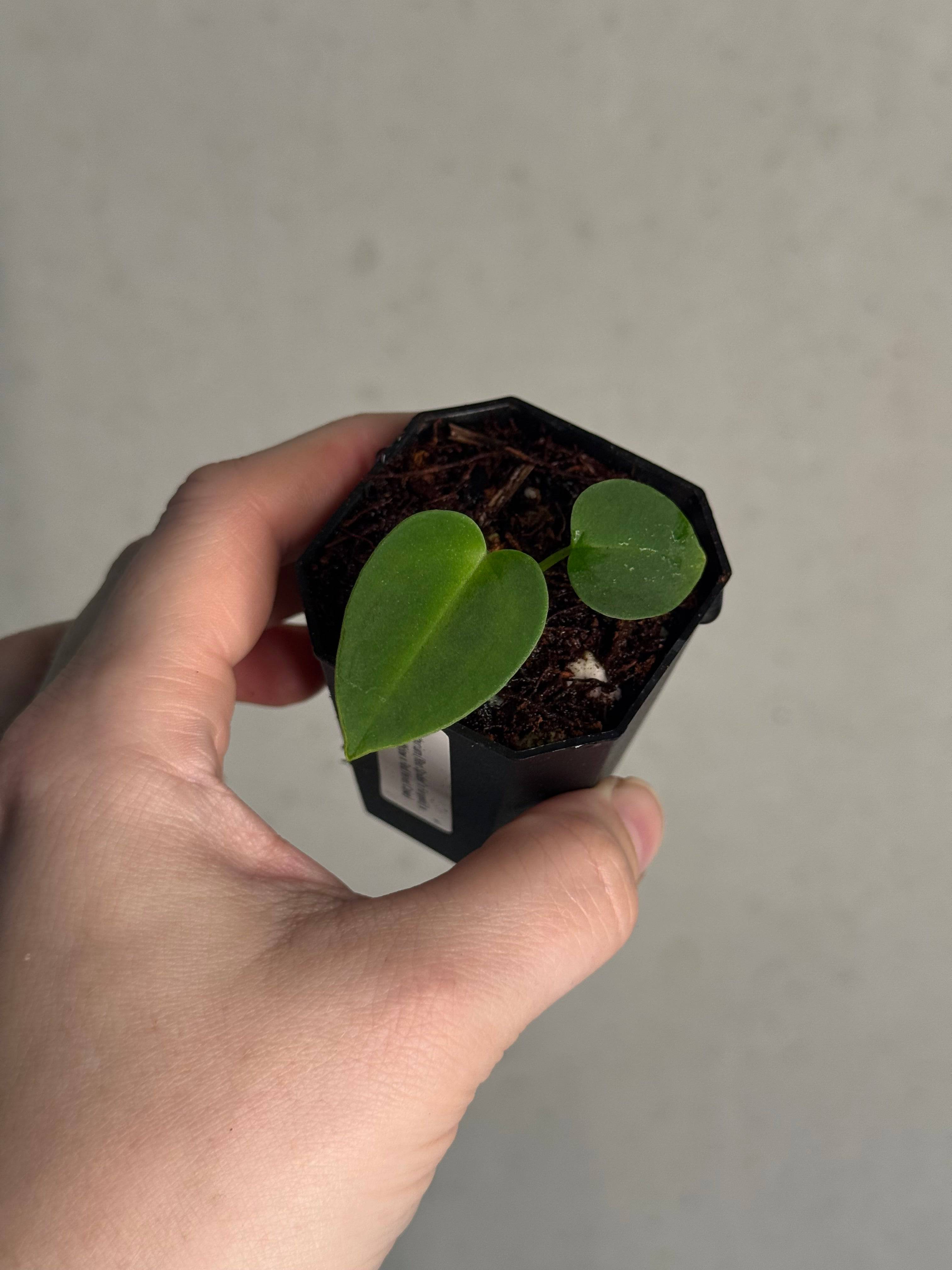 Anthurium ('Red Spider' x Forgetii) x (Black Widow x Red Velvet Cake) - SMUKHI
