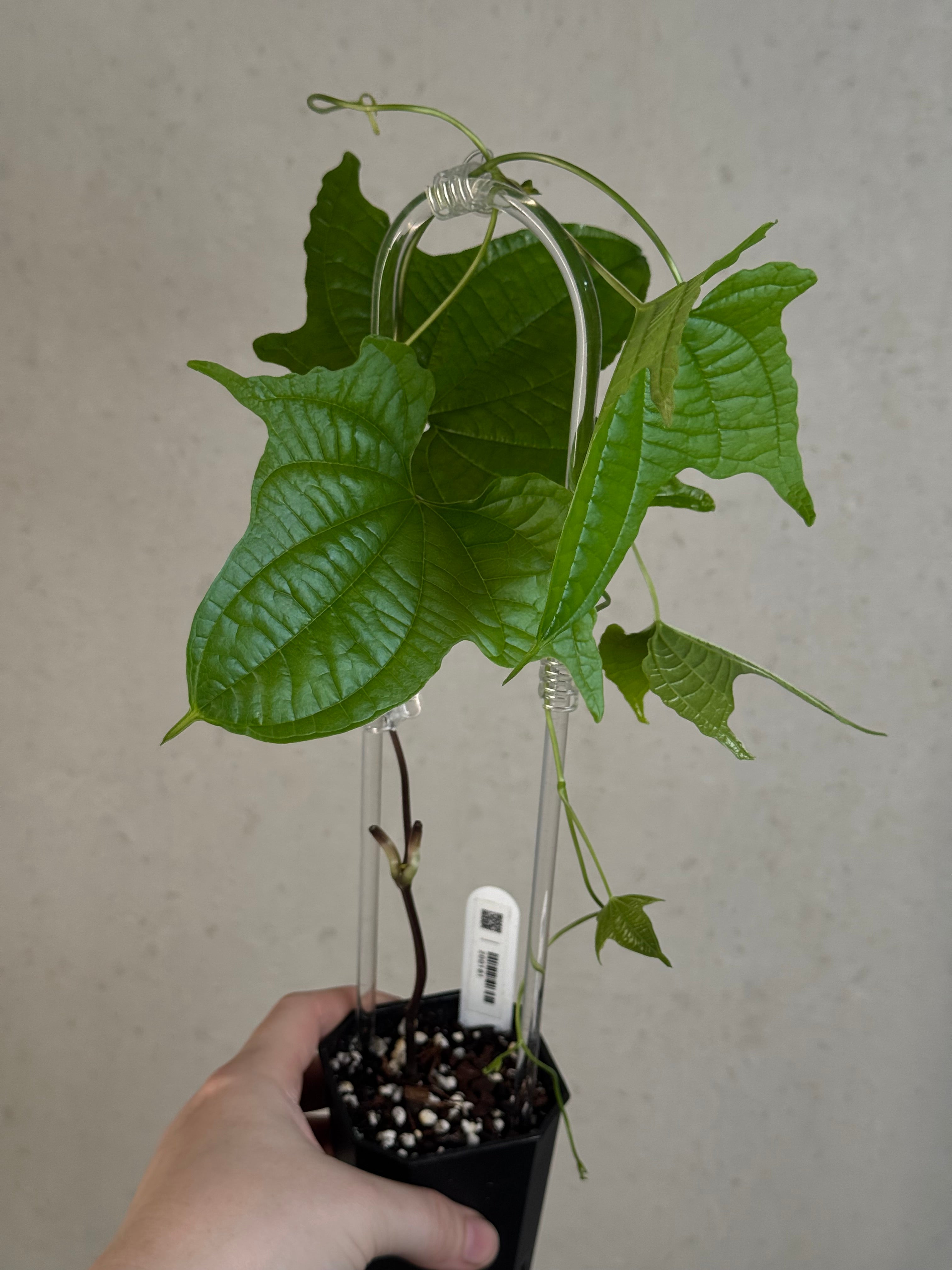 Dioscorea Sansibarensis