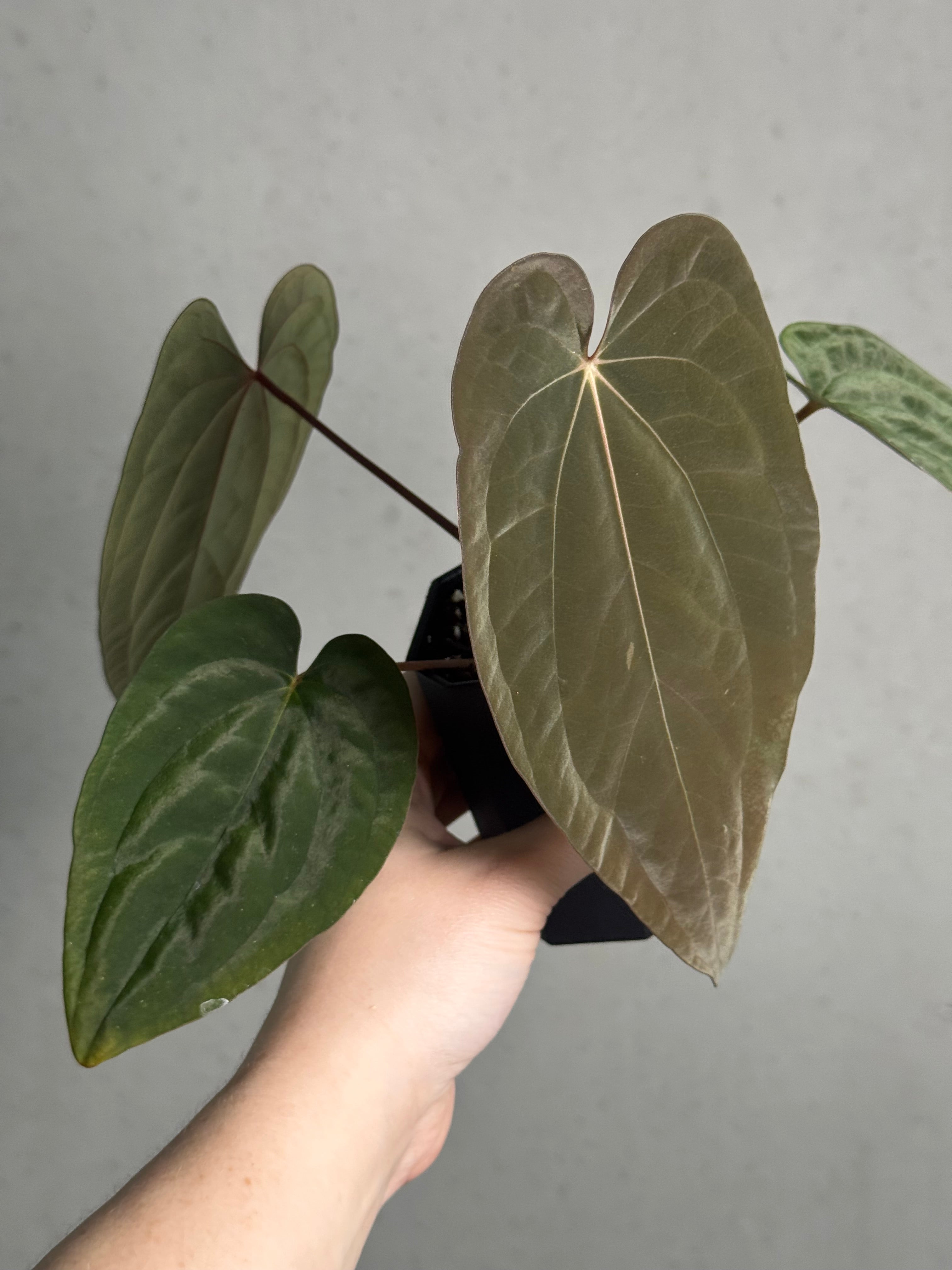 Anthurium Papillilaminum ‘WU1’ x Antolakii / BVEP 'Oliver' - Clone - SMUKHI