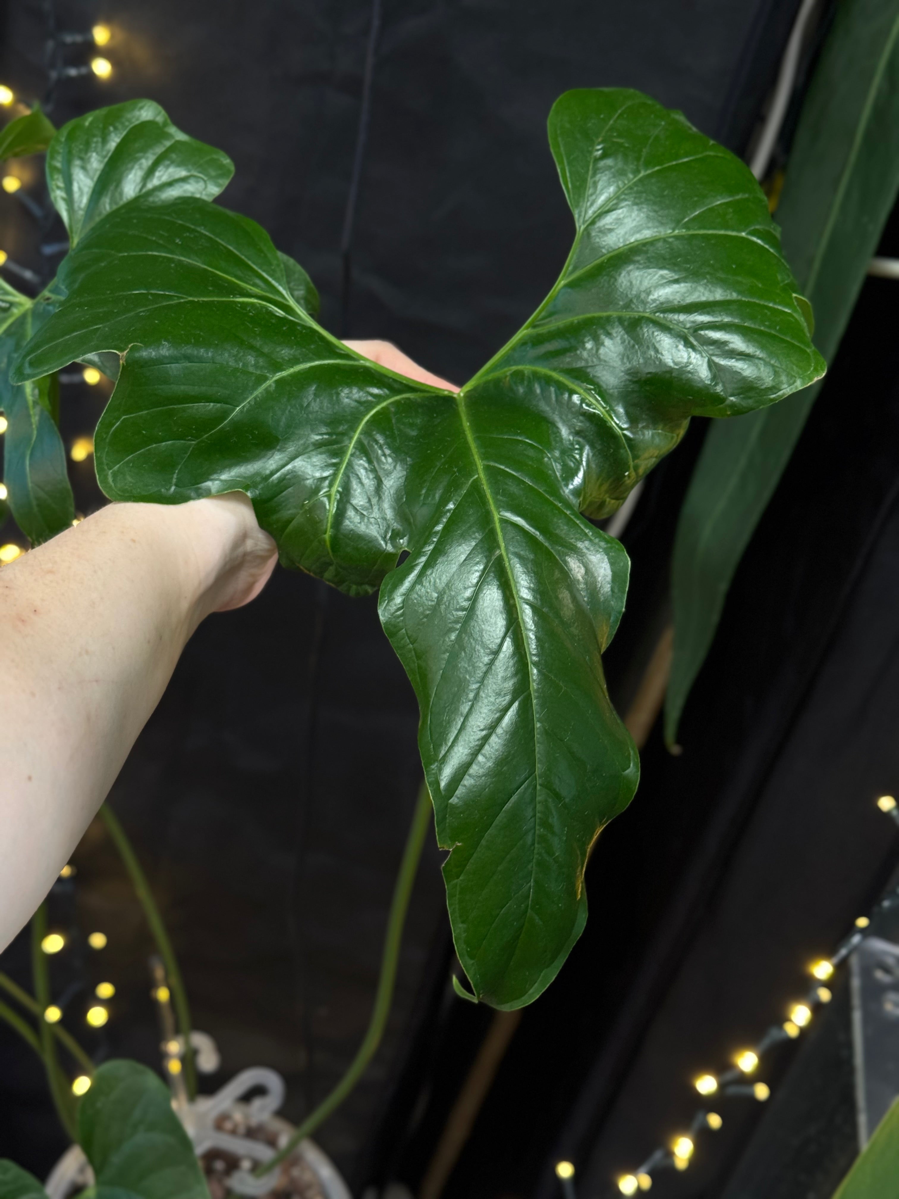 Anthurium Pedatum