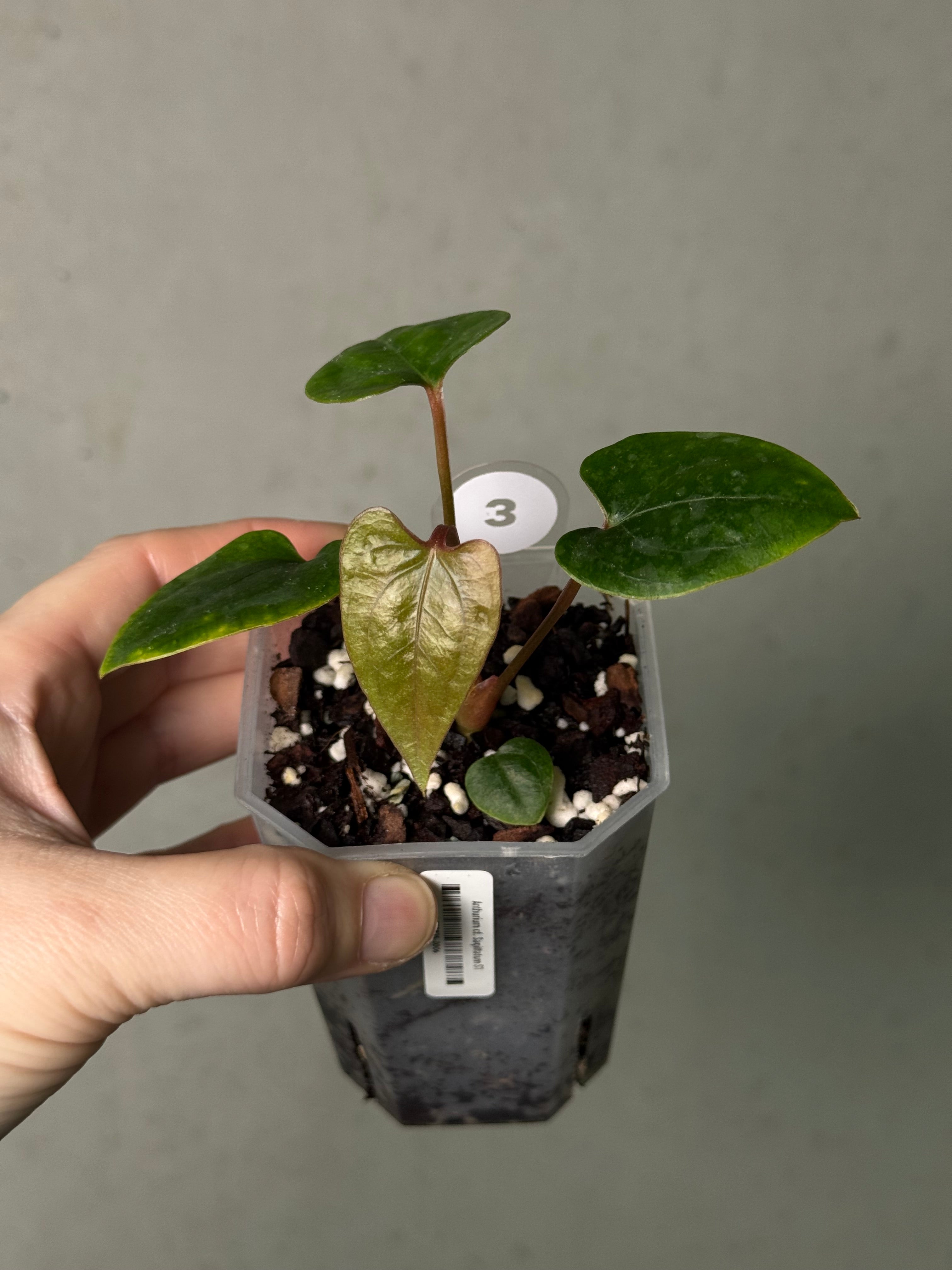 Anthurium cf. Sagittatum S1