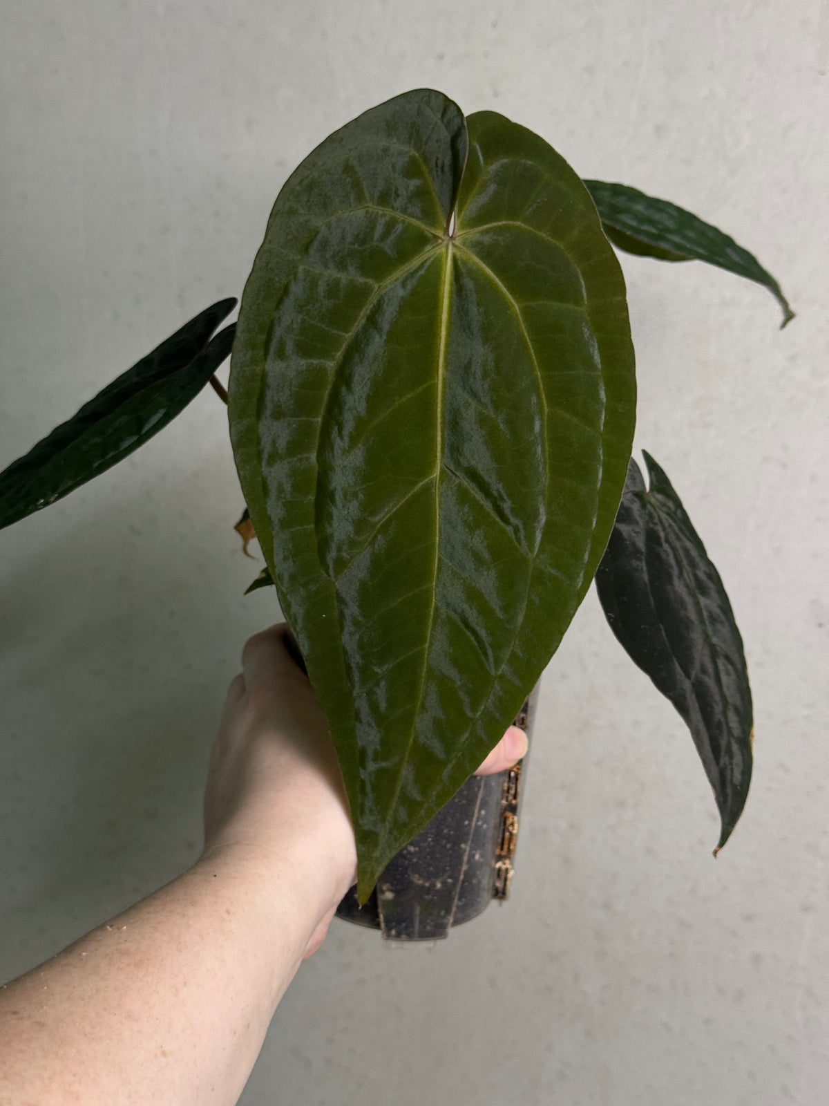 Anthurium Ace of Spades Dark Form x BVEP 'Bloodraven'