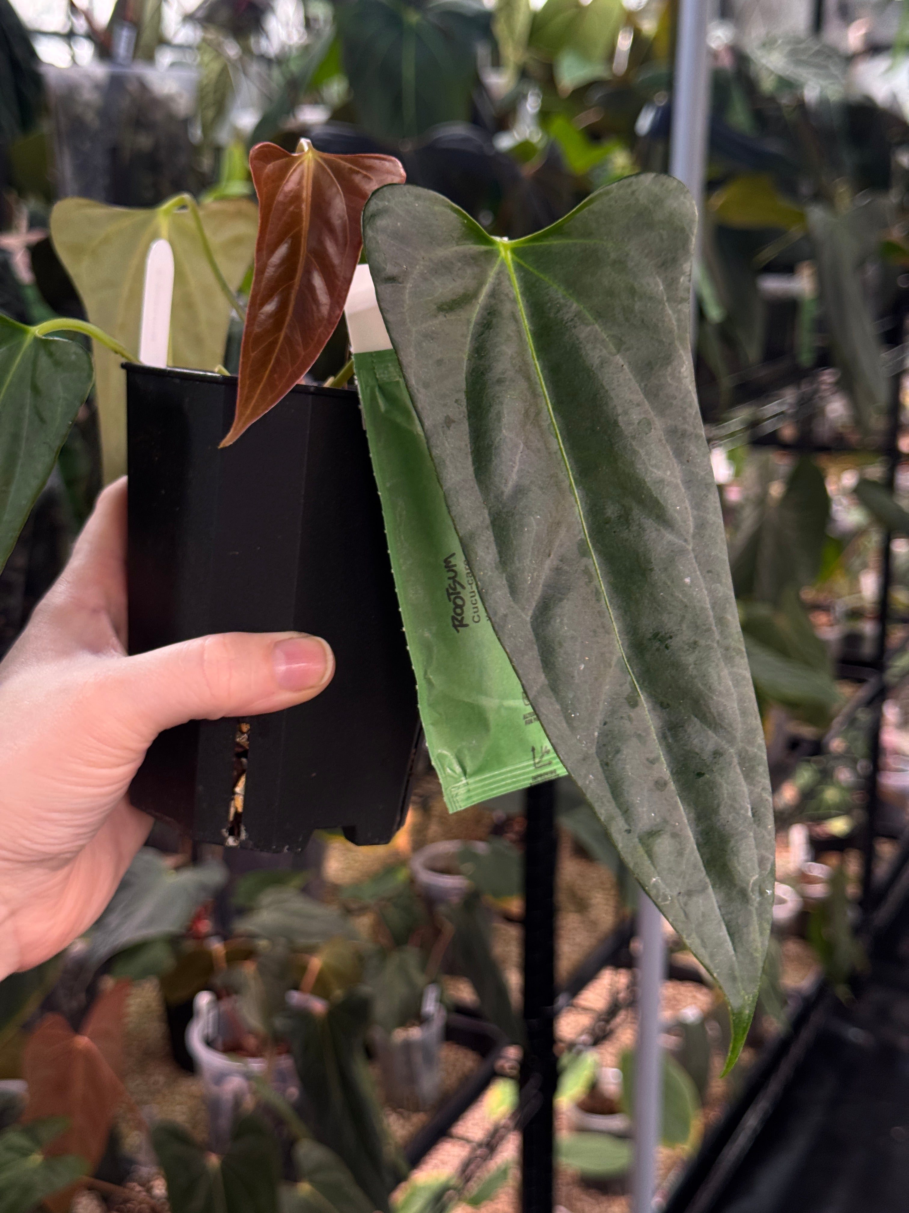 Anthurium Subsignatum x FSxRL 'Grim Reaper'